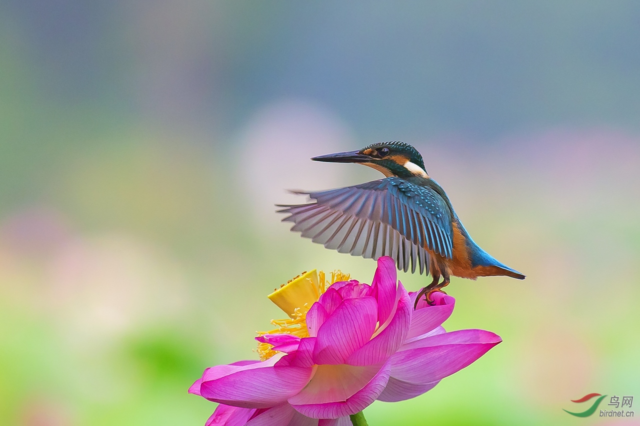 (普通翠鳥)翠戀花……賀榮獲每日一圖