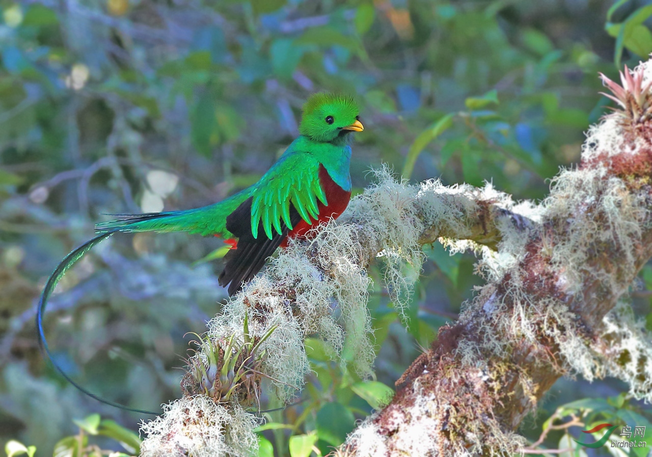得意了翘尾巴凤头绿咬鹃祝贺荣获鸟类精华