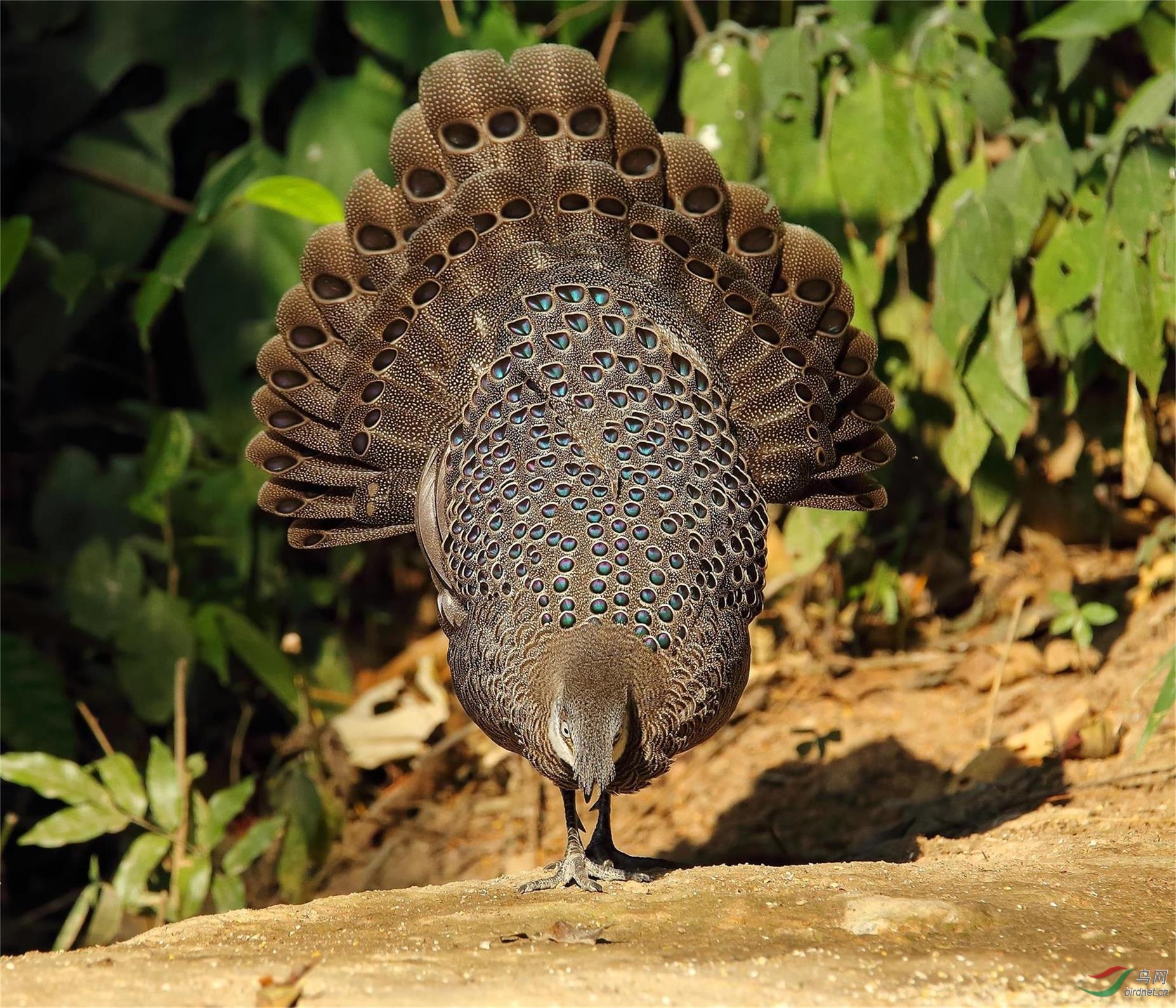 灰孔雀雉贺图一获鸟类精华
