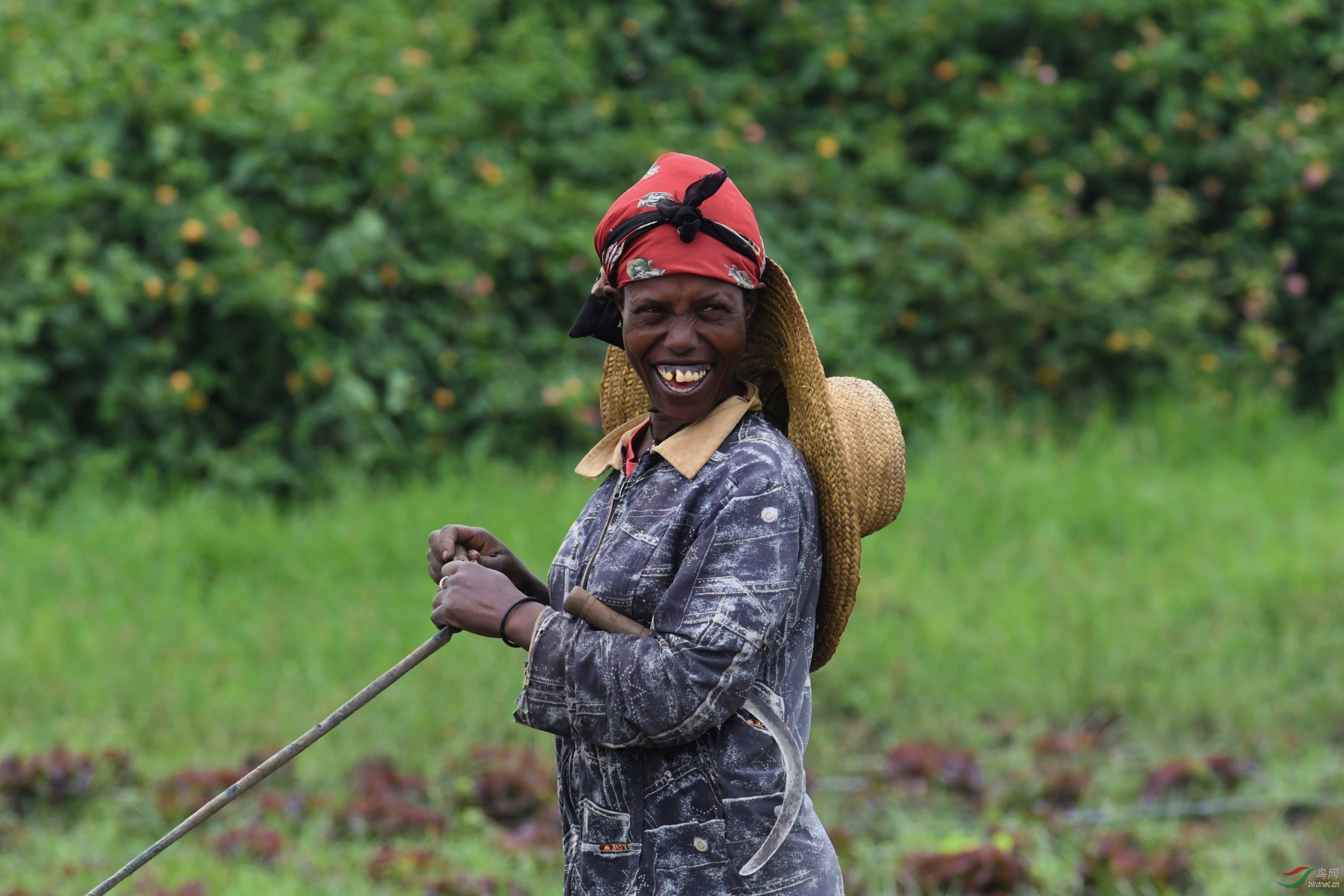 田间劳作的非洲女人