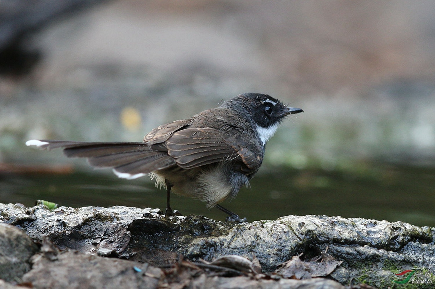 白喉扇尾鹟