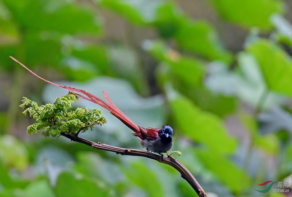 [林鸟] 长尾巴飘起来---寿带