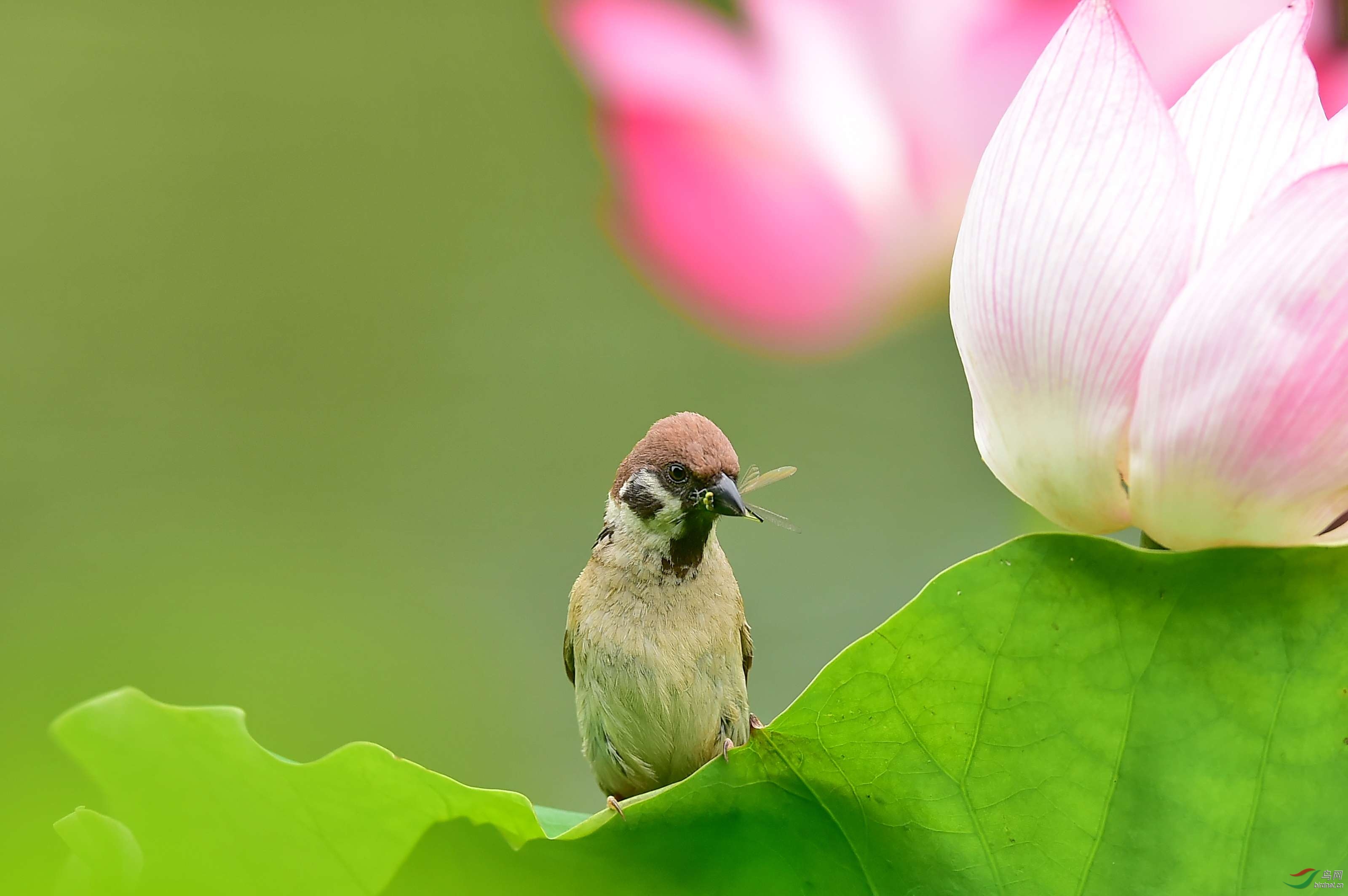 ���е�С��ȸ