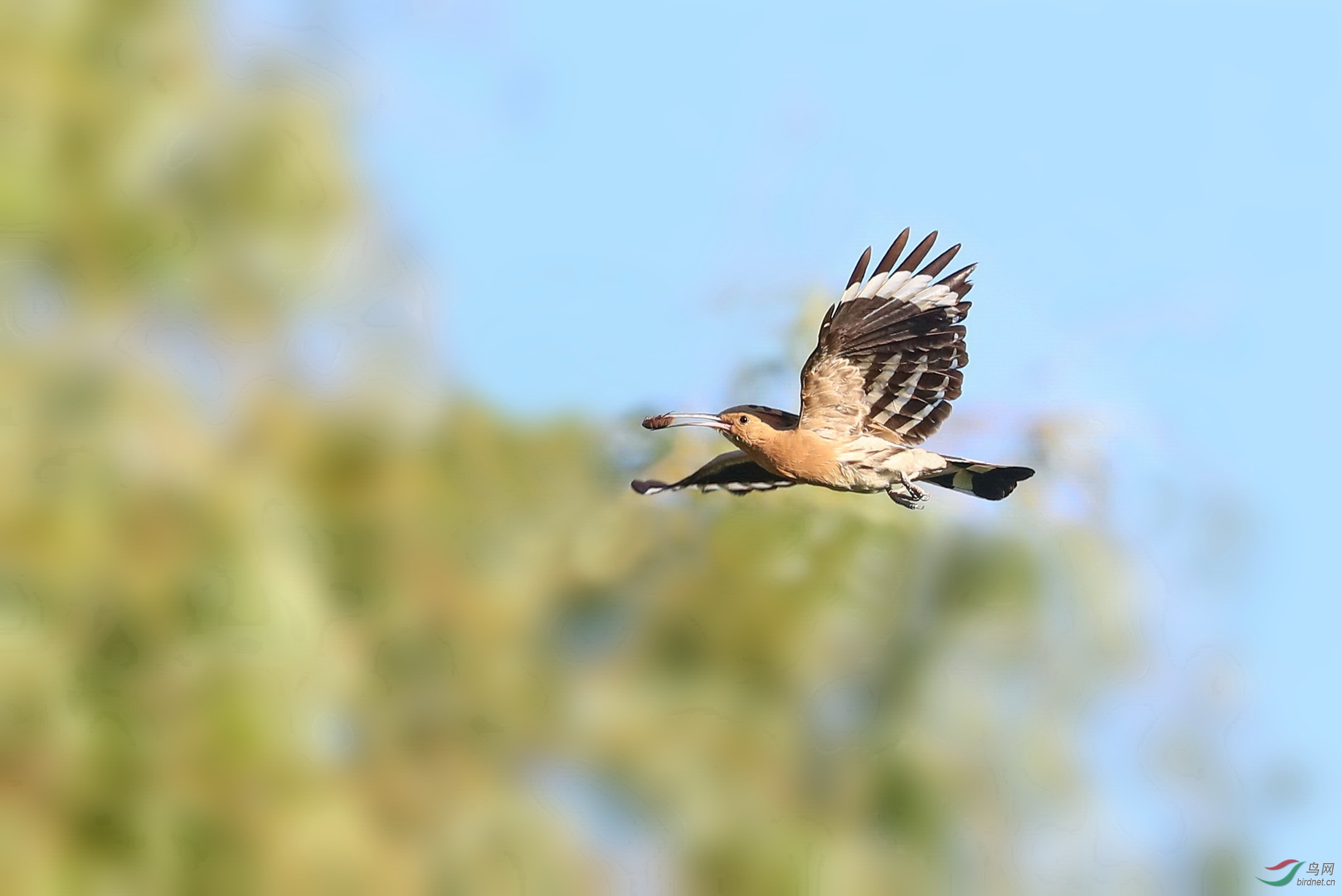 干沟两侧,往年戴胜常做窝的几棵大树也都被砍了,戴胜家被拆迁了.