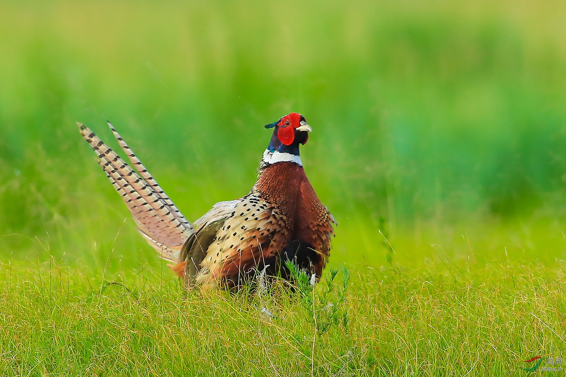雉鸡祝贺获得首页精华