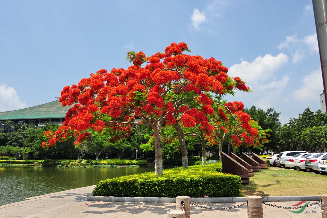 [花卉] 鳯凰花开