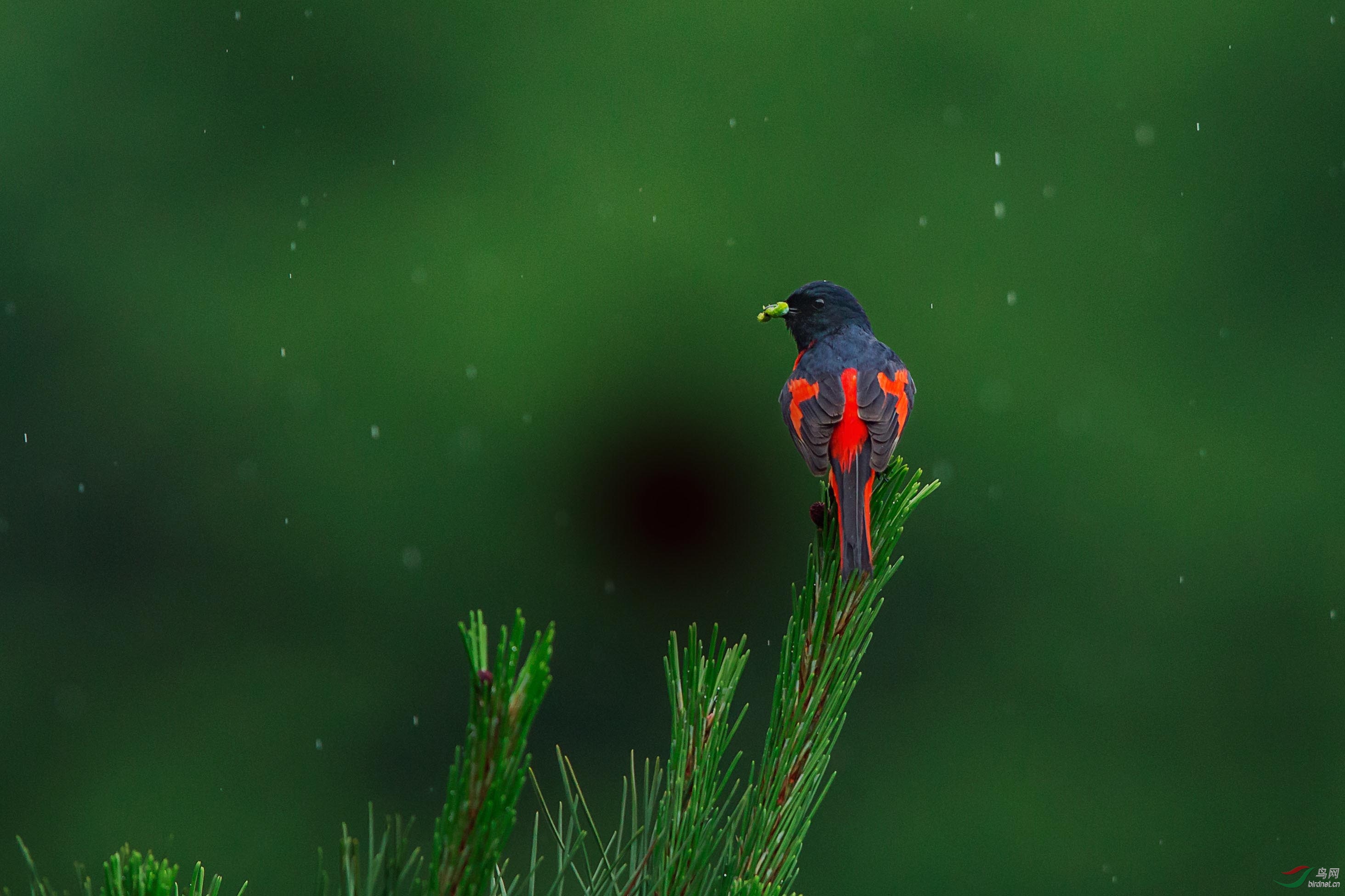 雨中忙碌的赤红山椒鸟