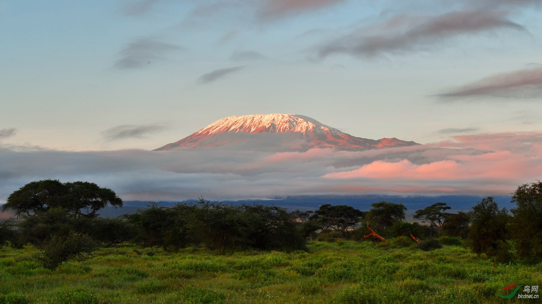日照乞力马扎罗