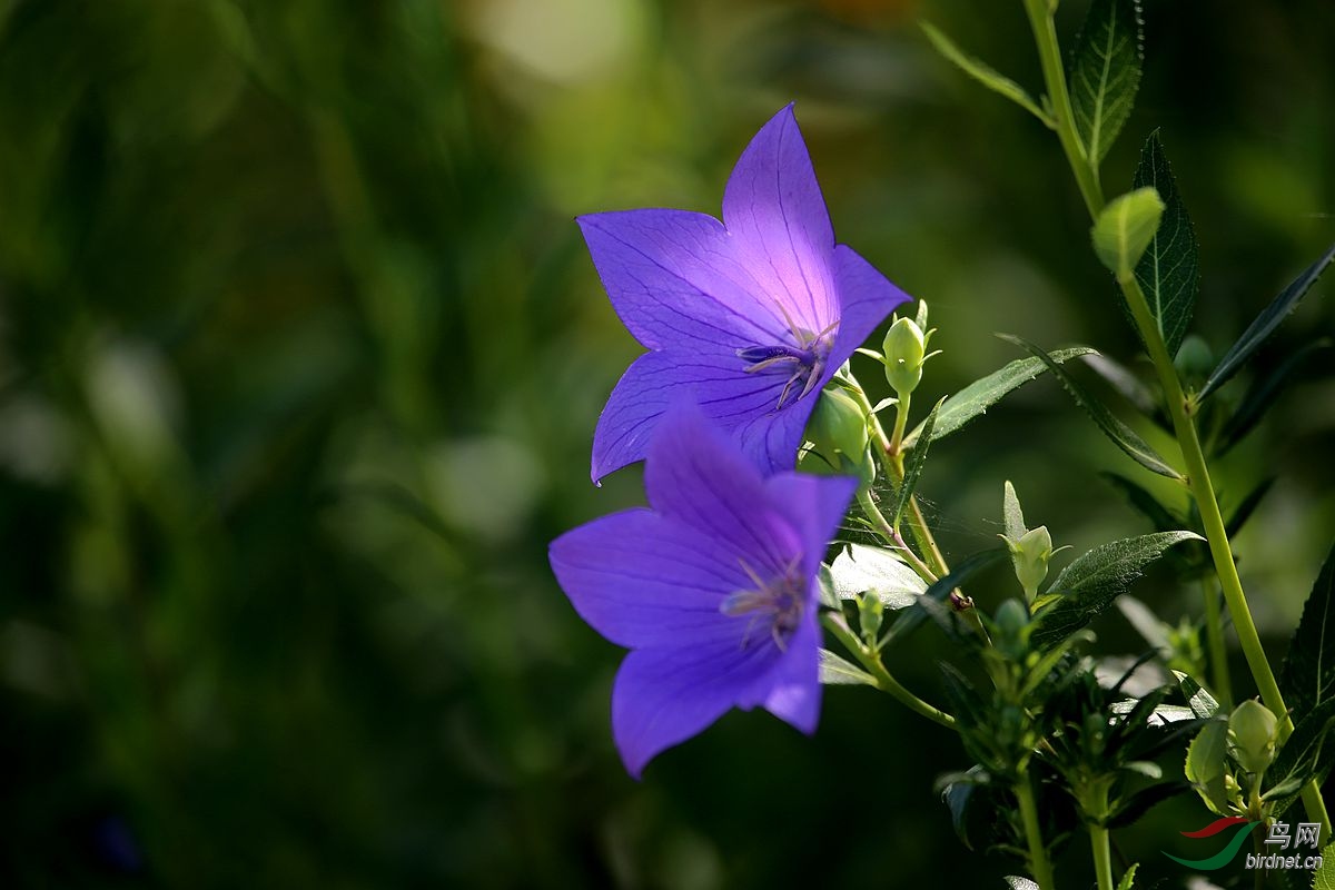 蓝色桔梗花