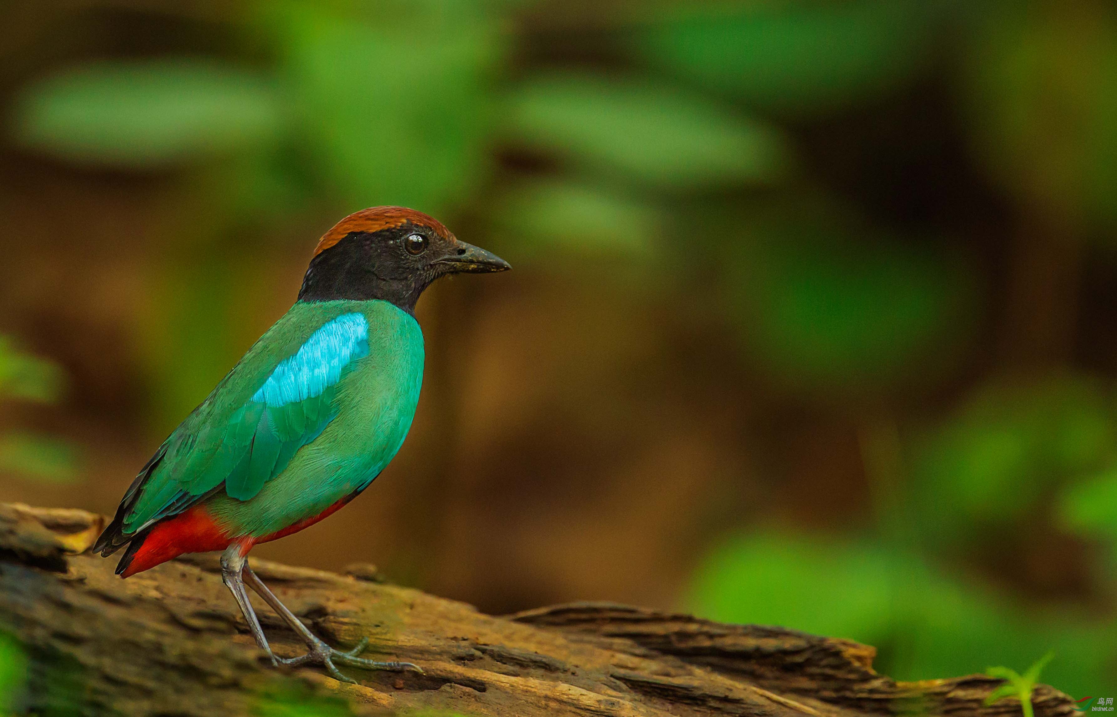 呆萌的绿胸八色鸫
