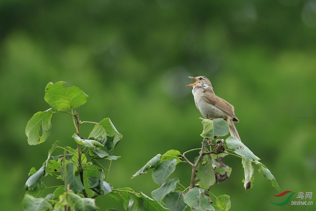 超级大嗓门:远东树莺