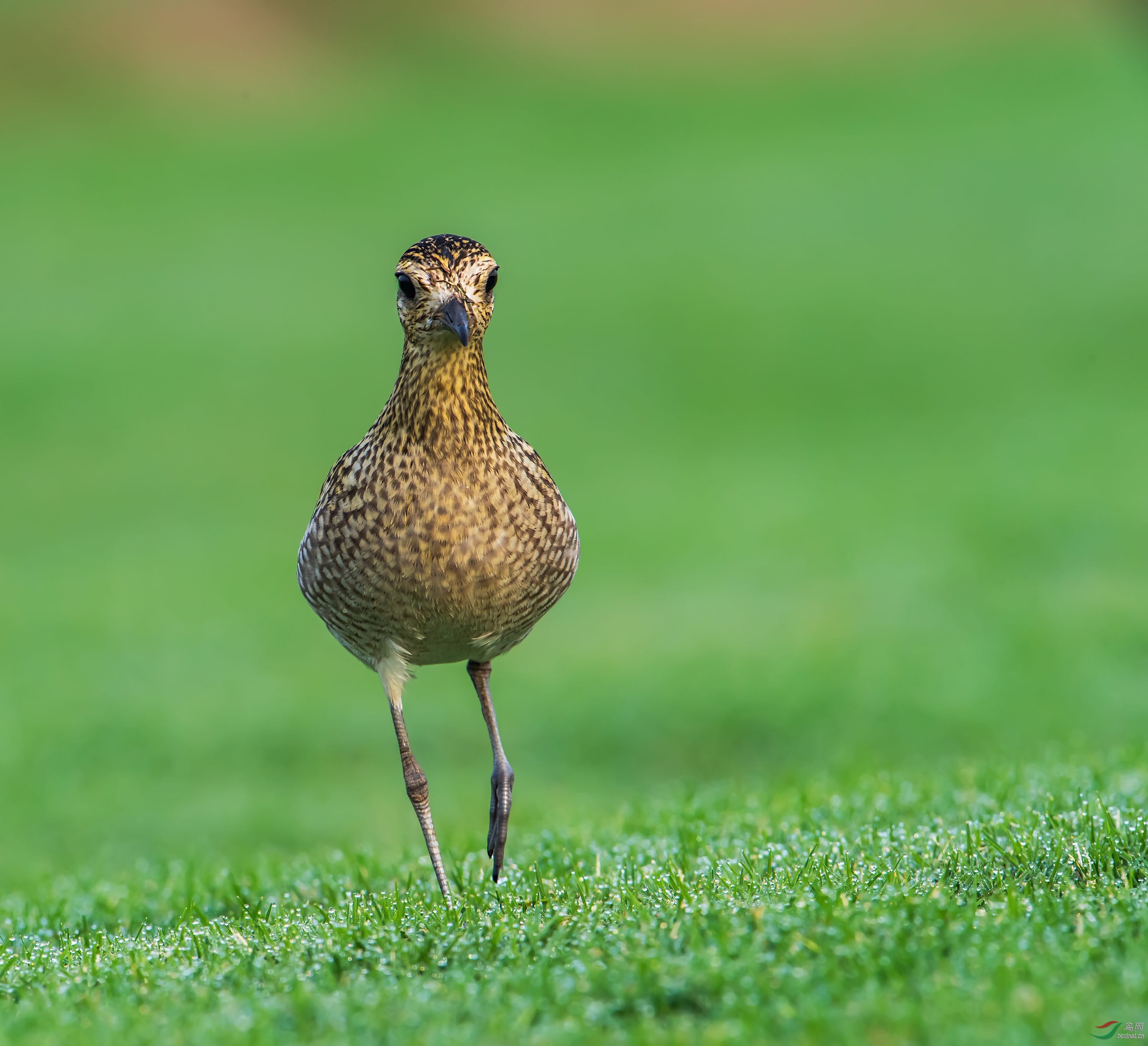 金斑鸻(贺获鸟类精华)