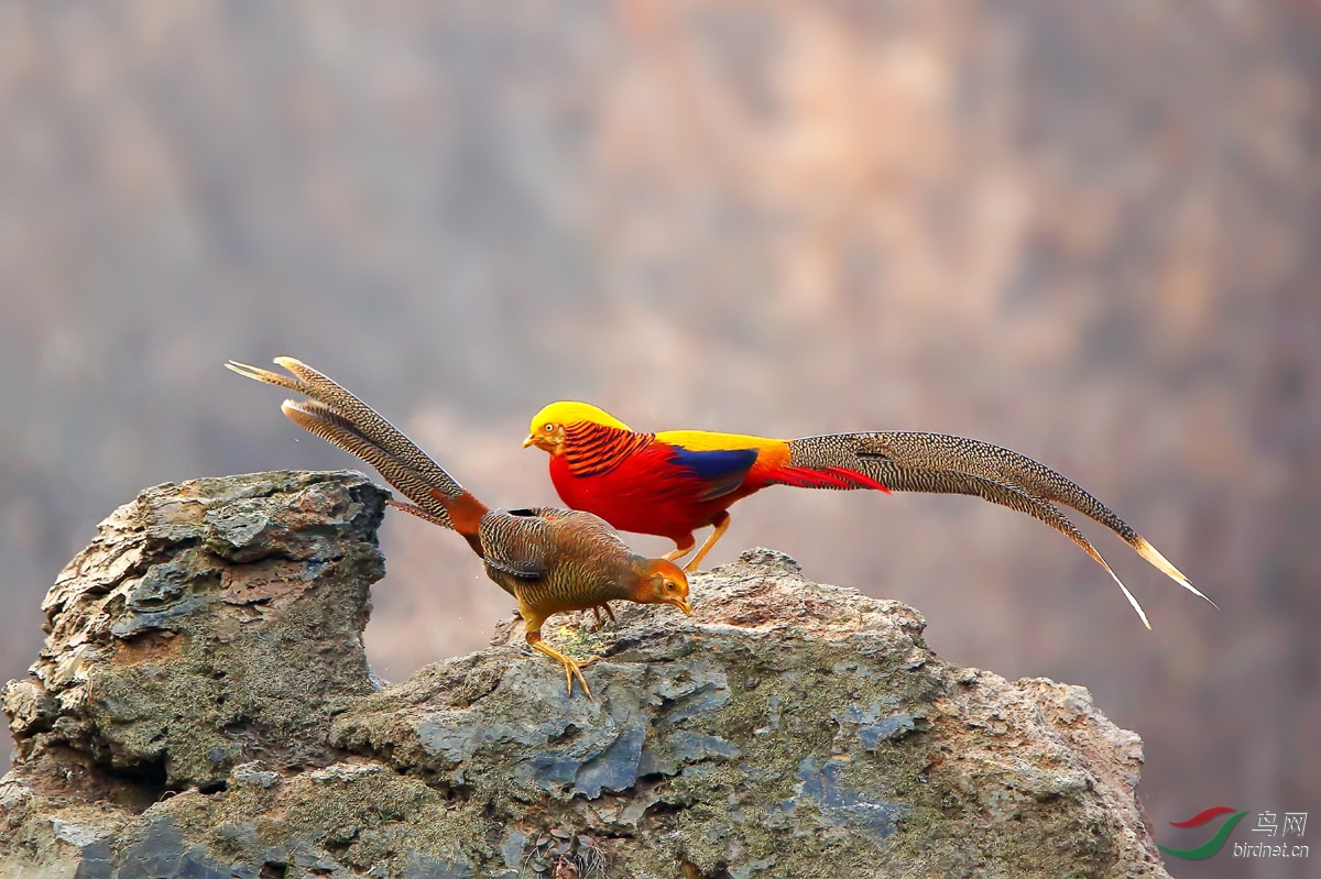 红腹锦鸡