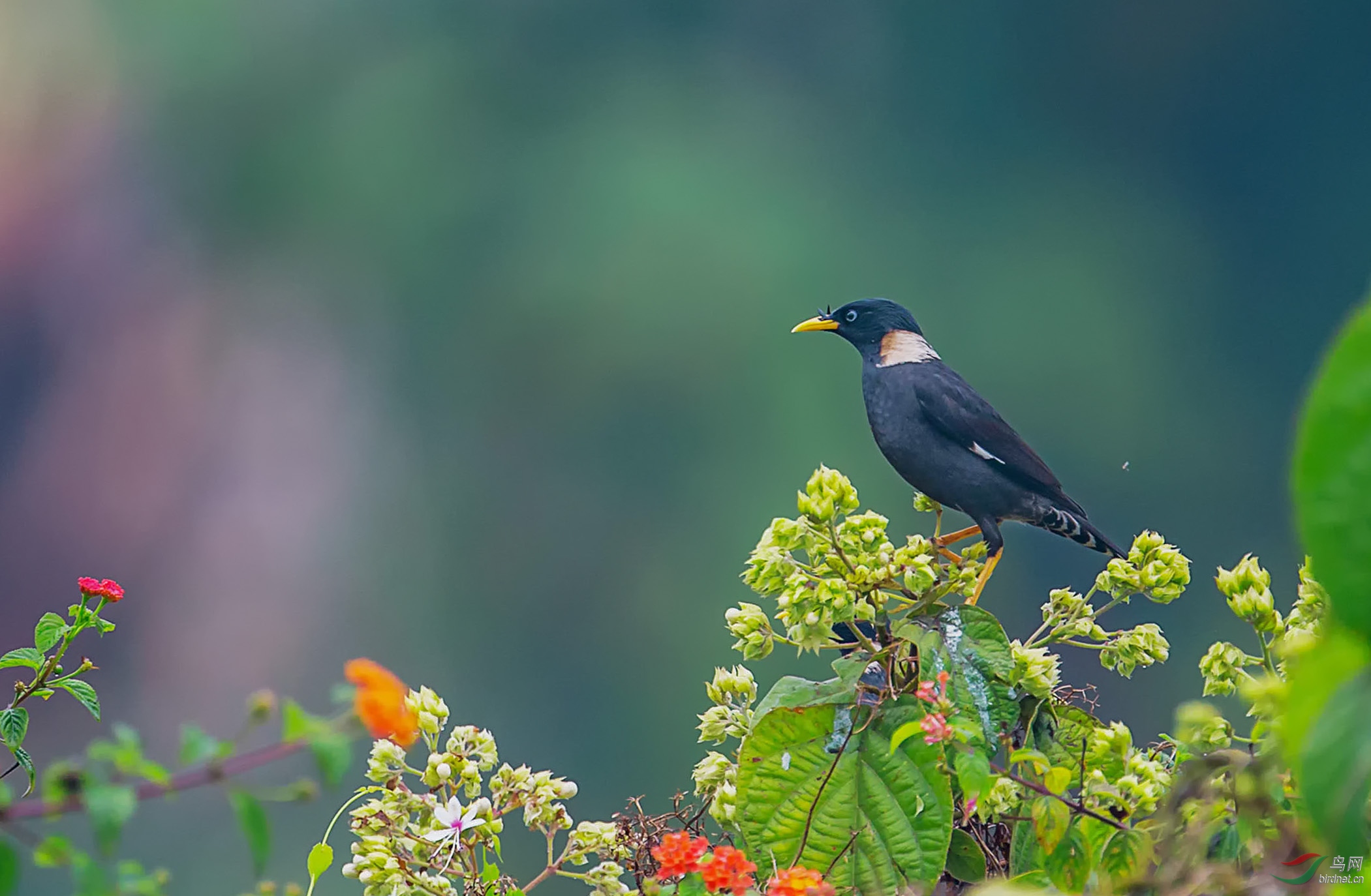 花之恋白领八哥