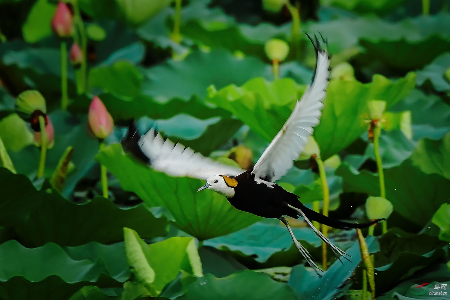 水雉(凌波仙子)