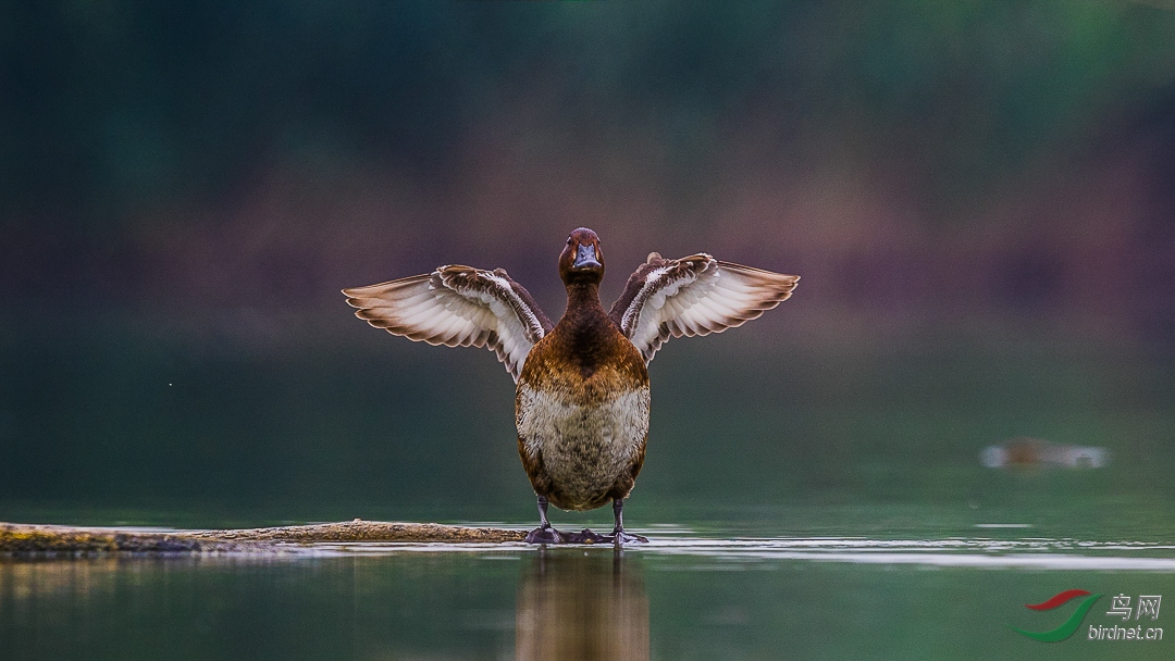 快乐的青头雌祝贺荣获鸟类精华