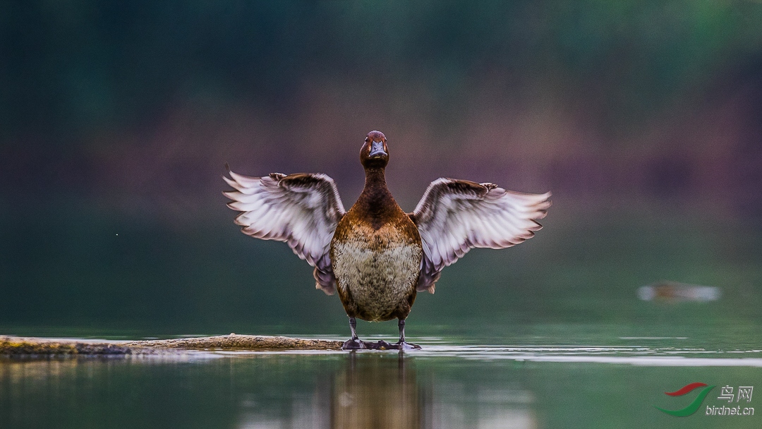 快乐的青头雌祝贺荣获鸟类精华