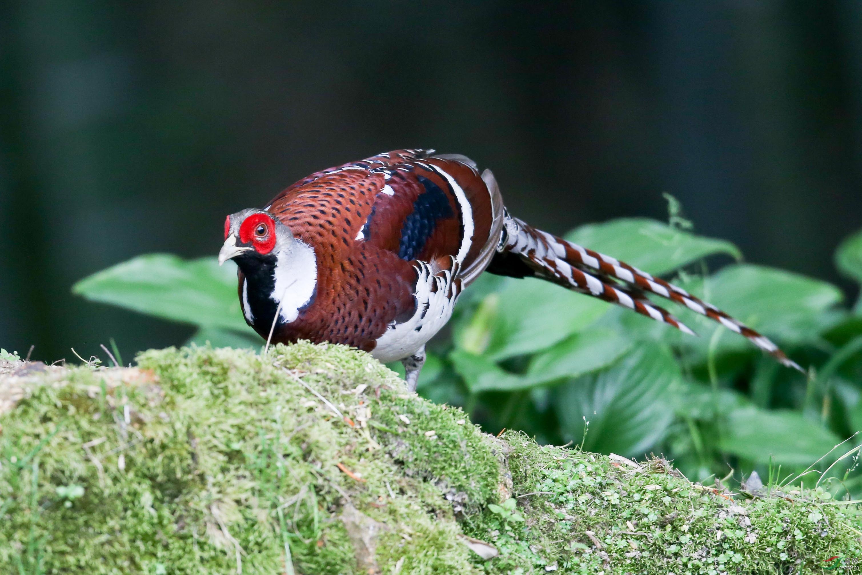 白颈长尾雉