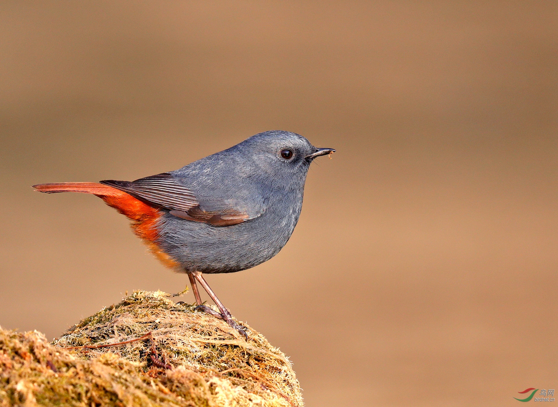 水鸟红尾水鸲为河北版增砖添瓦