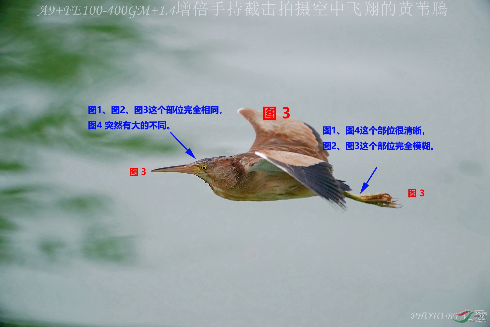 揭露 花冠摄影 作假 后期更换模糊的鸟脸 吹嘘a9 很差的追焦性能