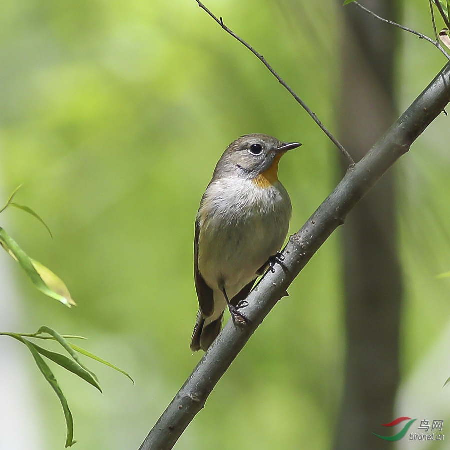 陕西省鸟类名录(2017年)