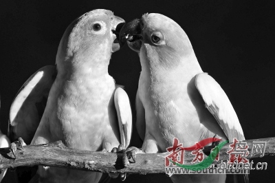 请看动物五花八门的亲吻