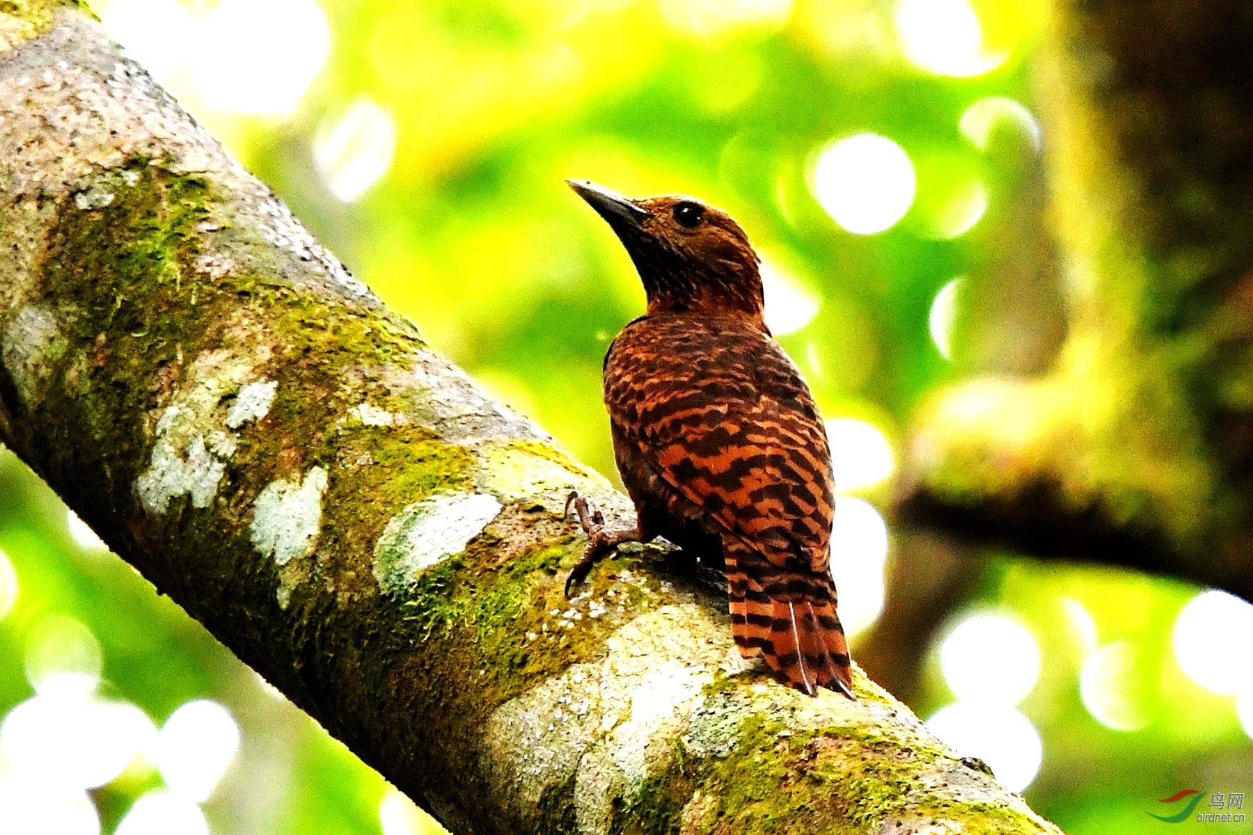 栗啄木鸟 - 海南版 hainan 鸟网