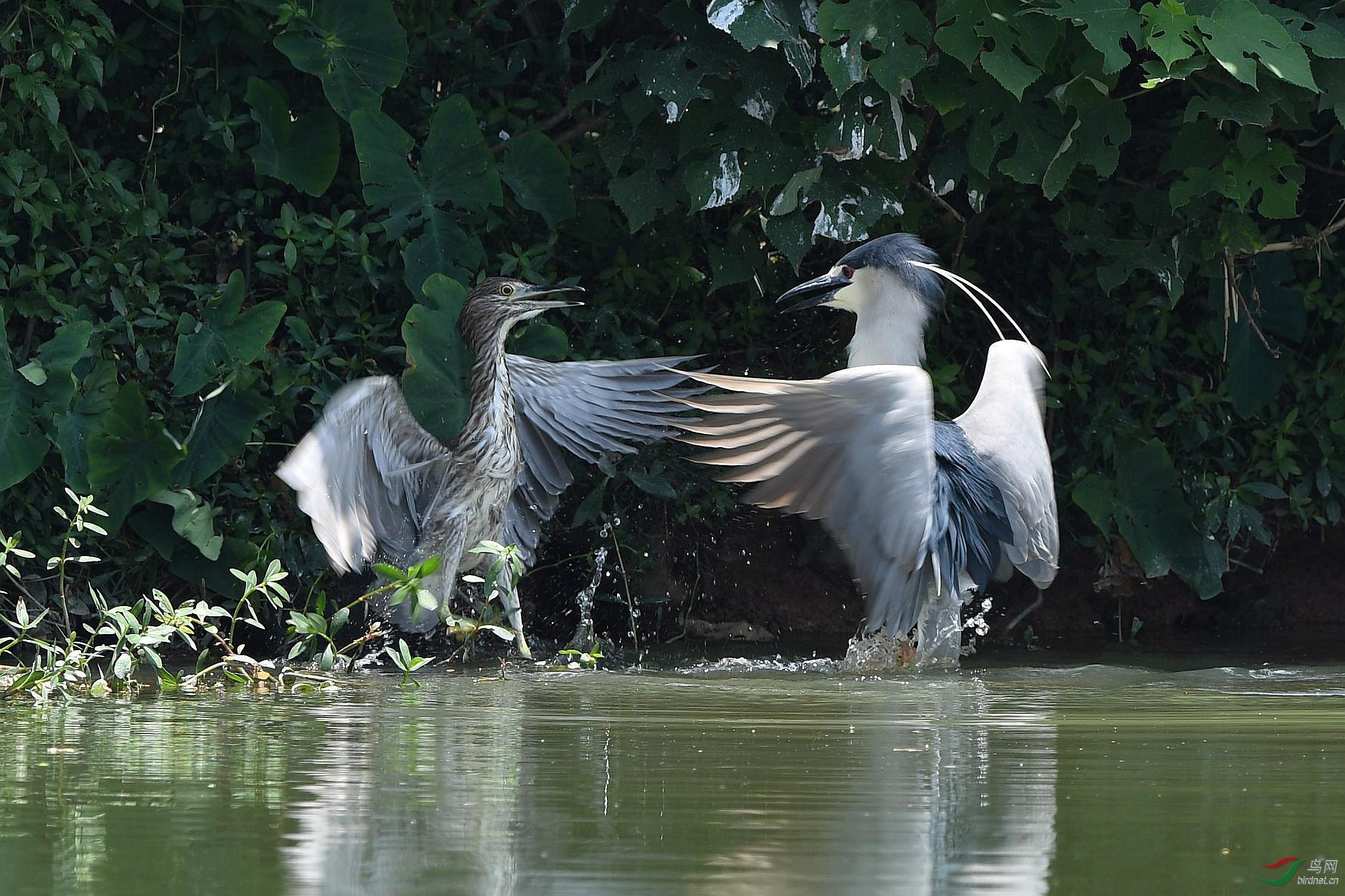 夜鹭和池鹭争地盘