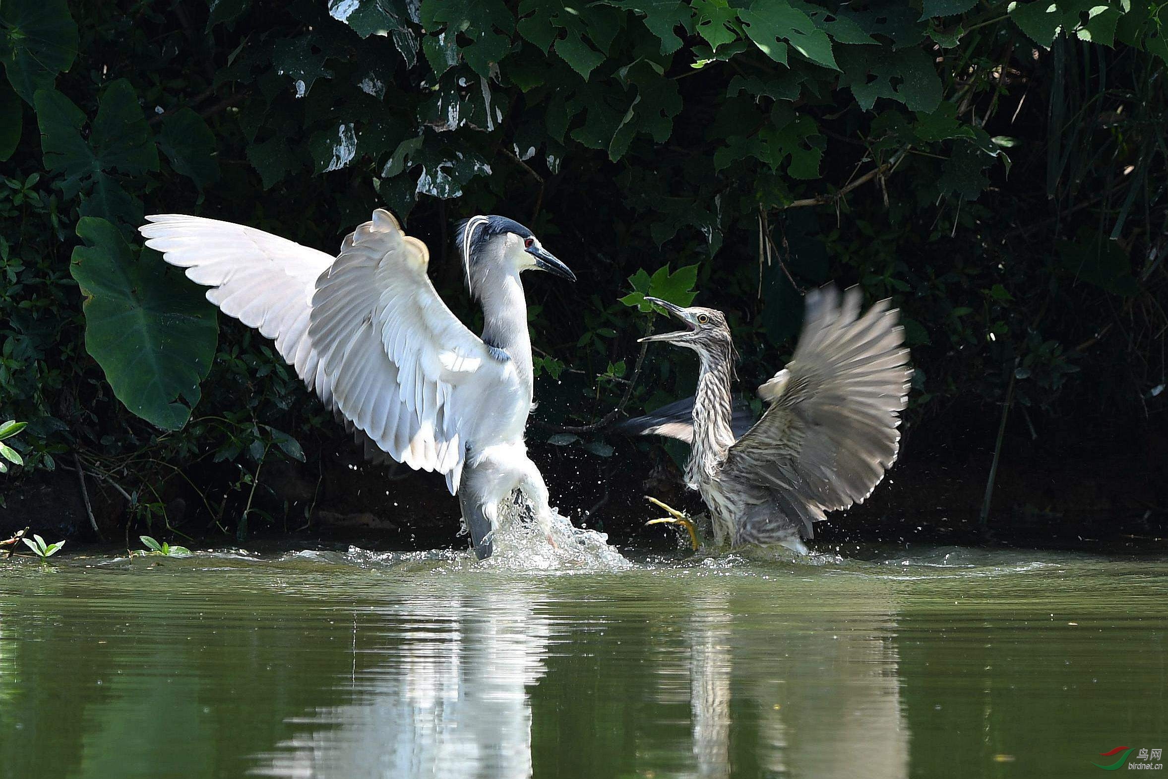 夜鹭和池鹭争地盘