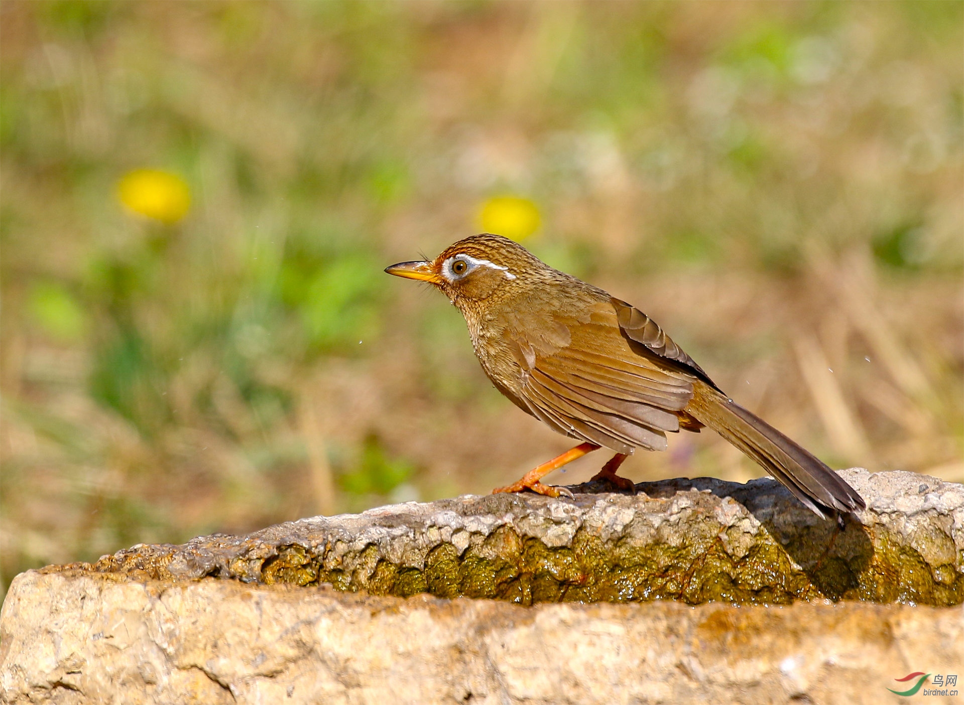 海南画眉为河北版增砖添瓦