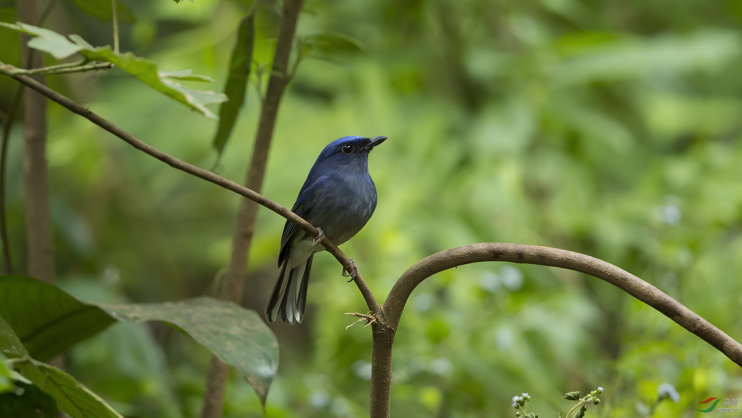 白尾蓝仙鹟 - 上海版 shanghai 鸟网