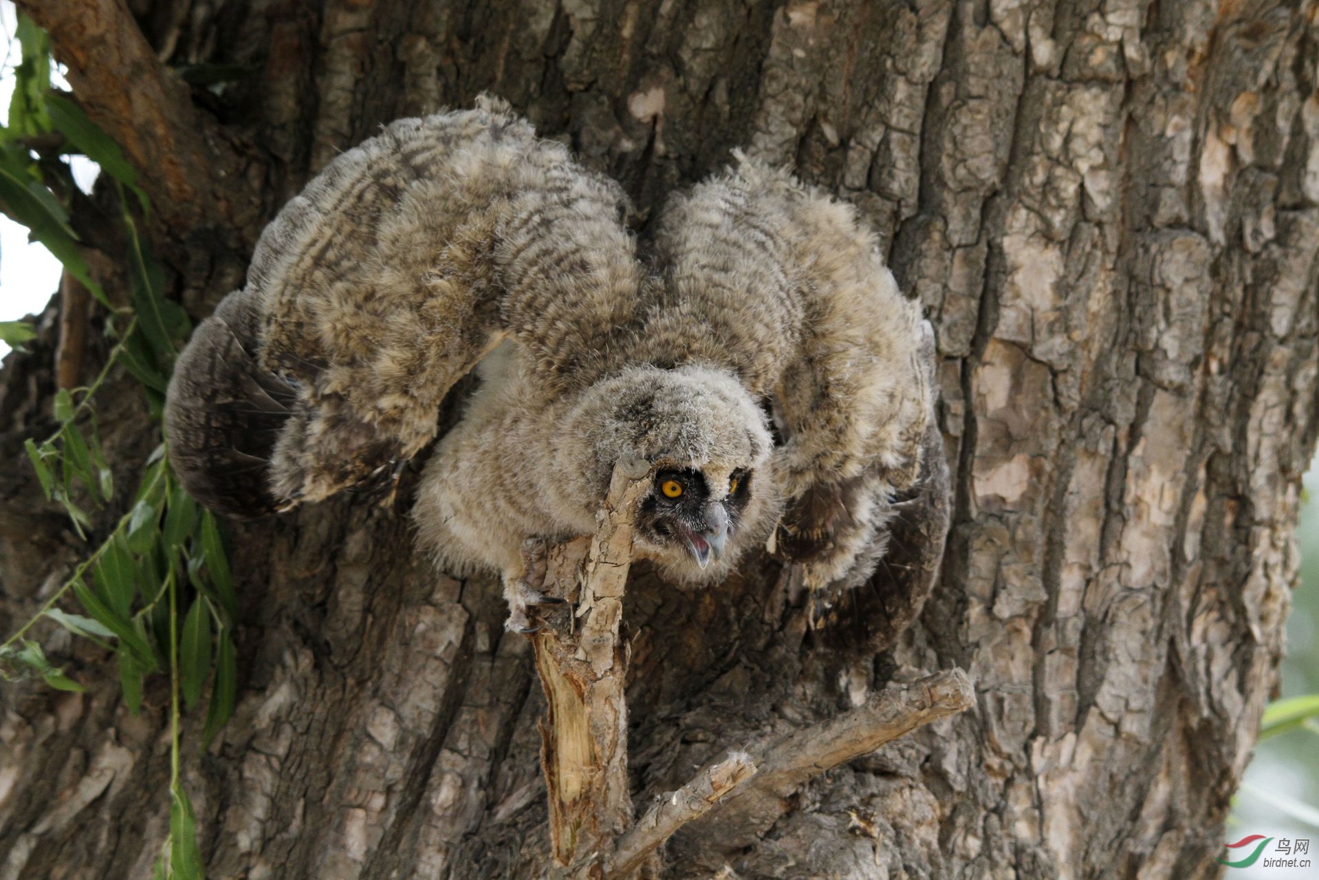 偶遇长耳鸮幼崽