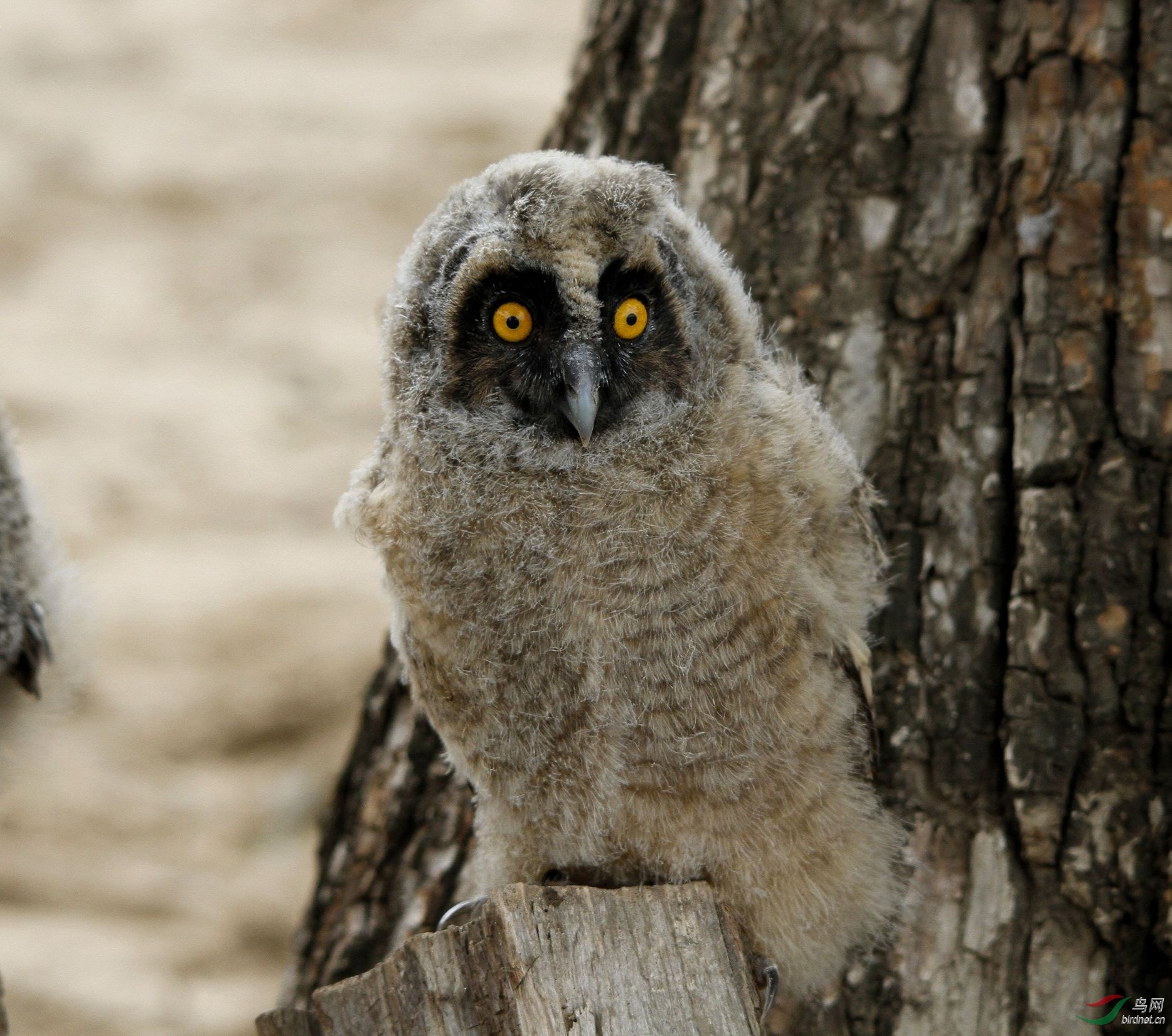 偶遇长耳鸮幼崽