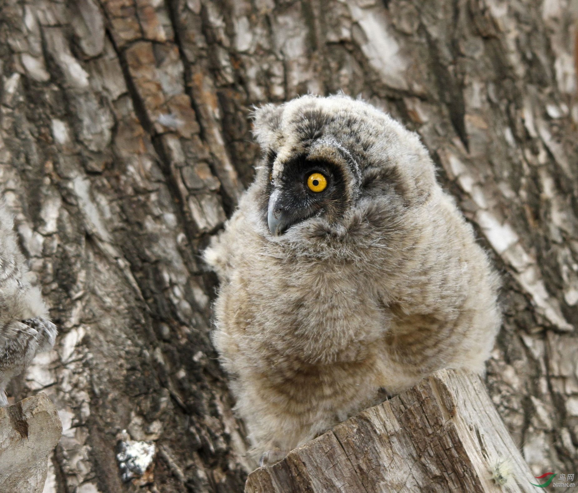 偶遇长耳鸮幼崽