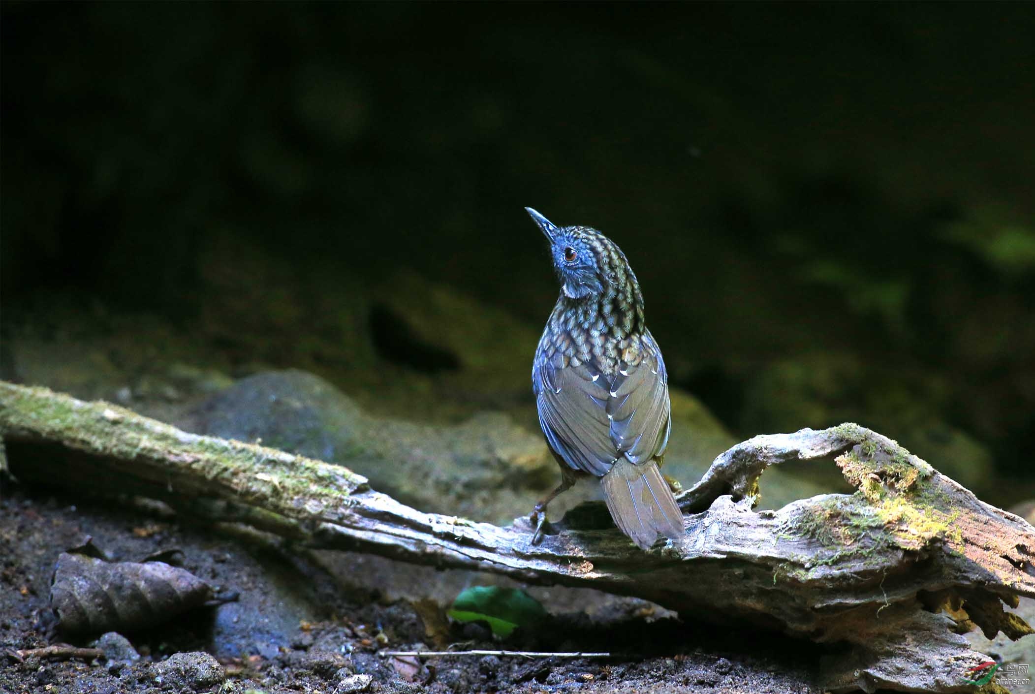 喜欢在昏暗中的鸟短尾焦鹛