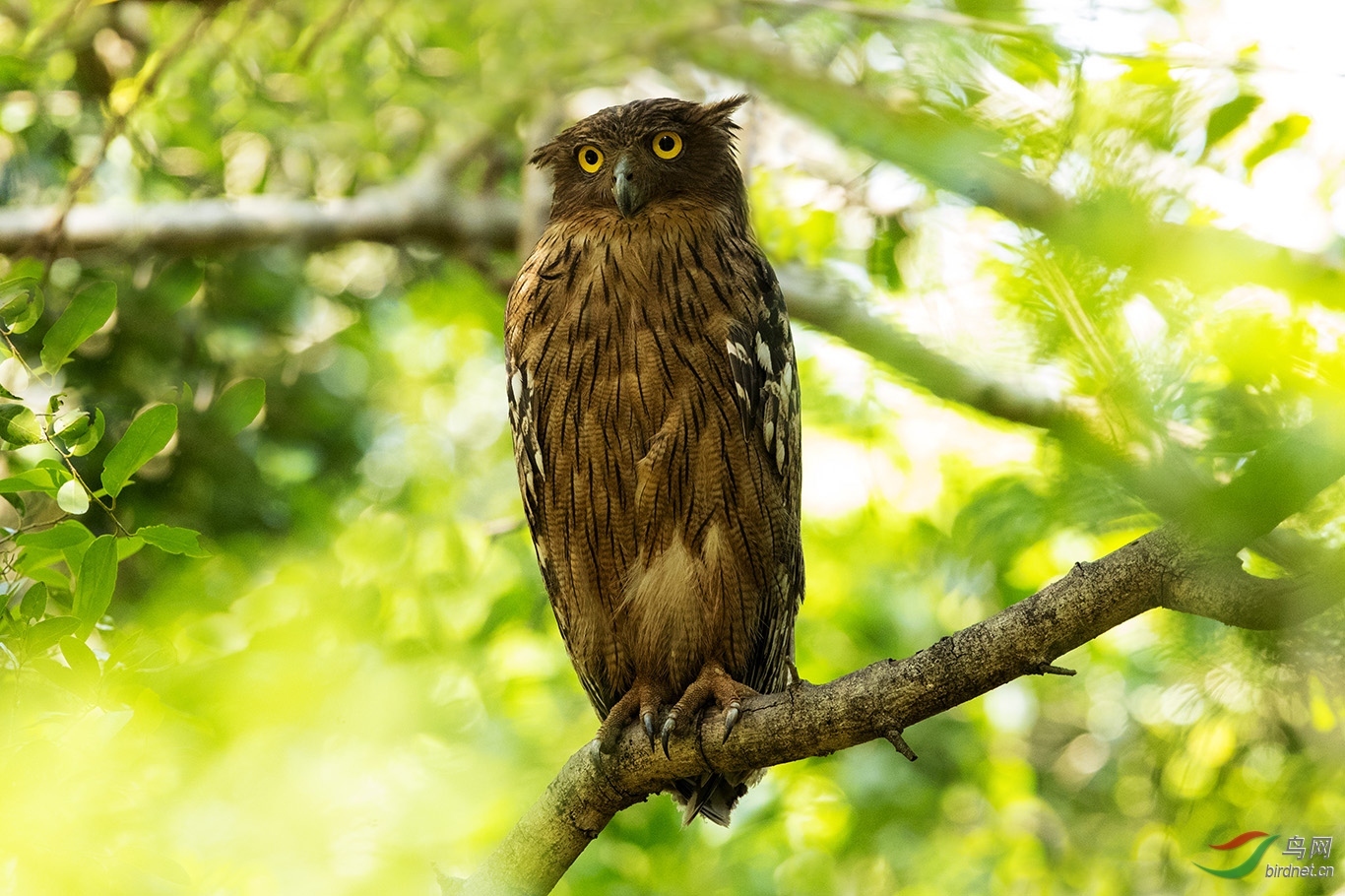 褐鹰鸮图片