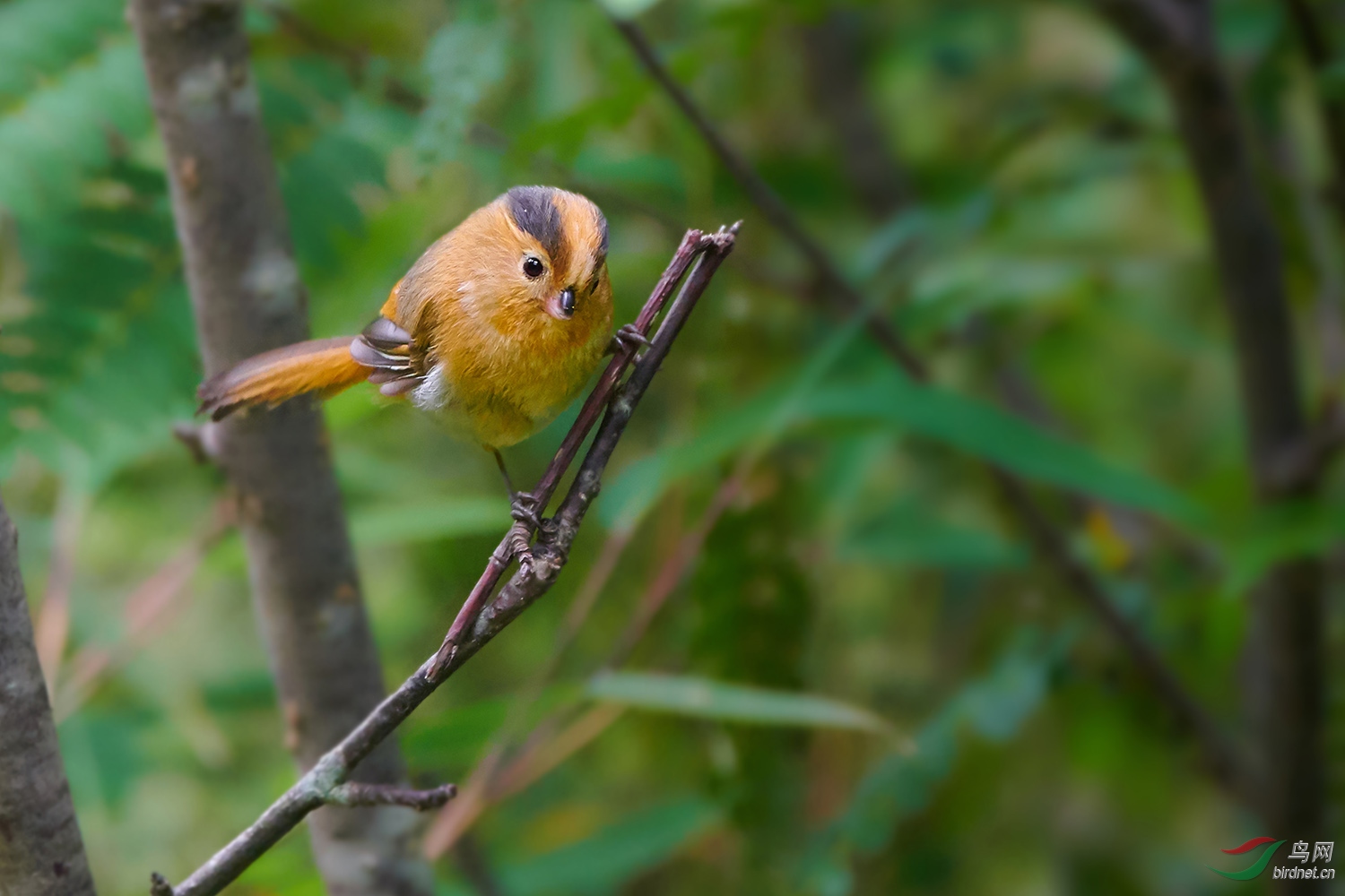 走进秦岭黄额鸦雀