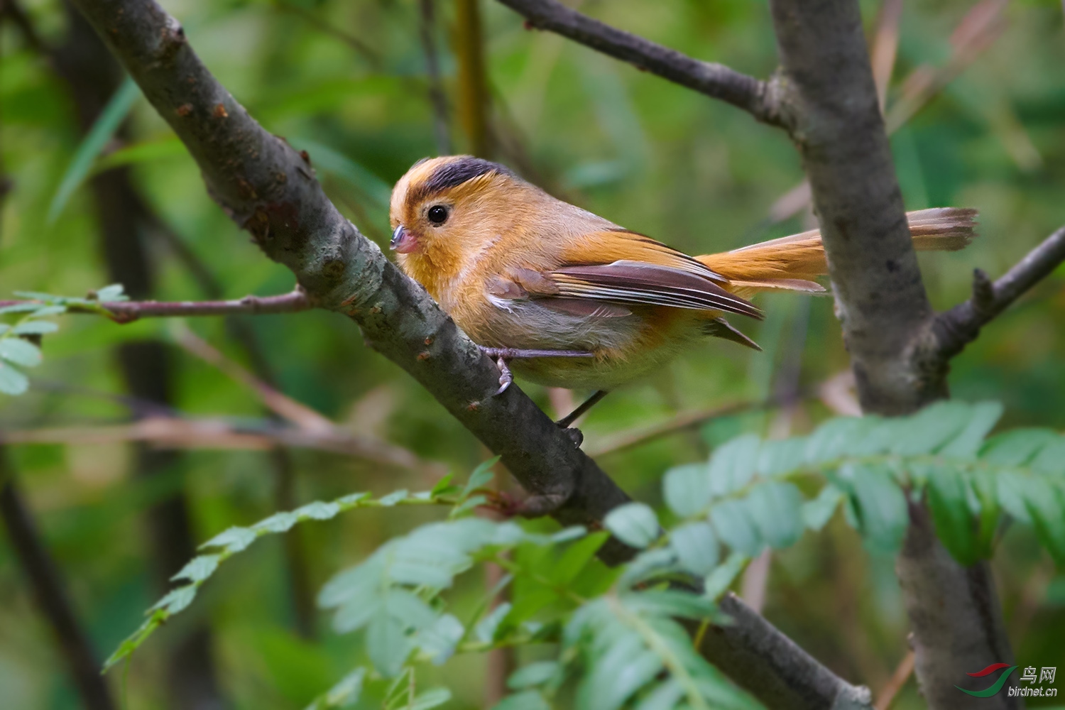 走进秦岭——黄额鸦雀