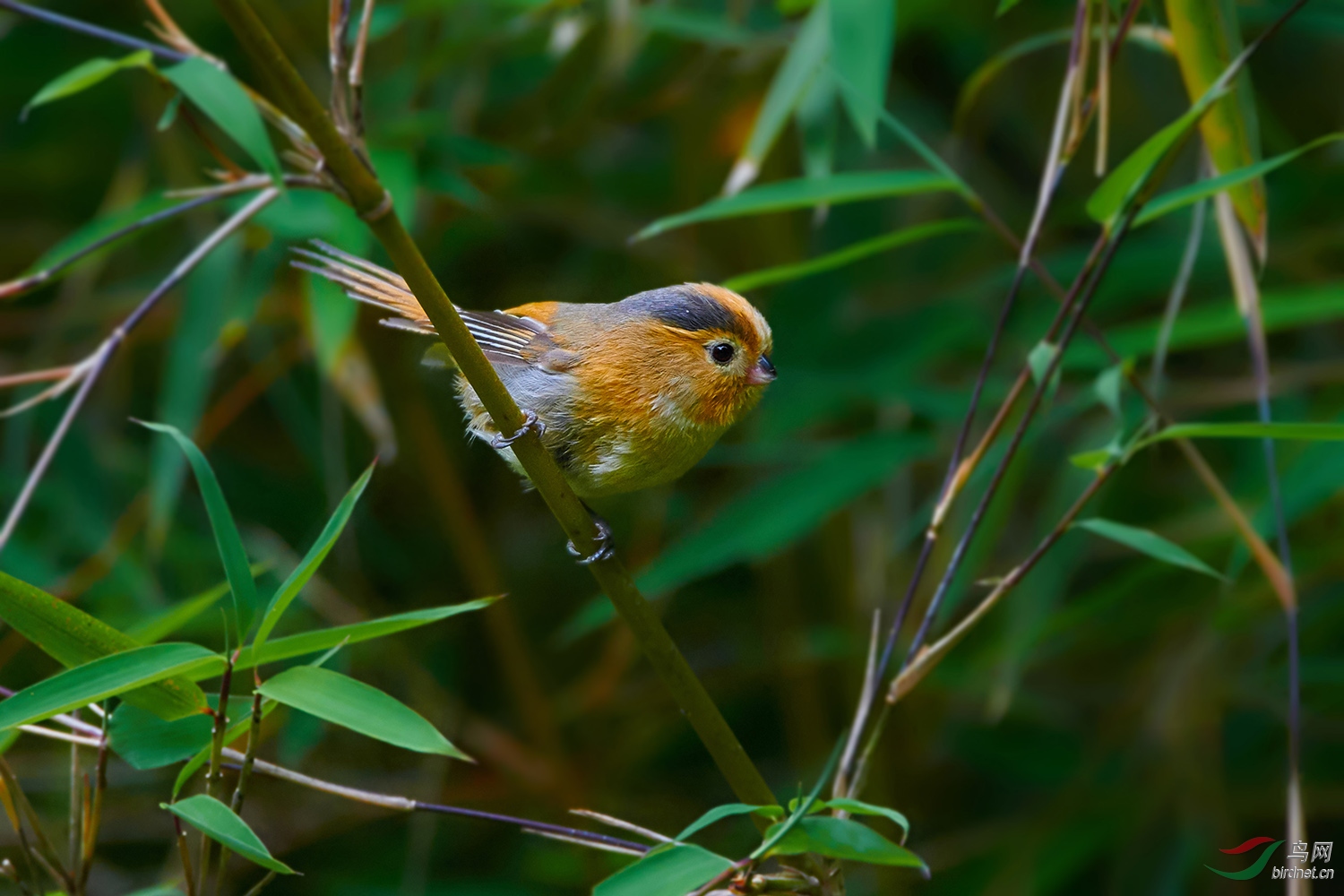 走进秦岭黄额鸦雀