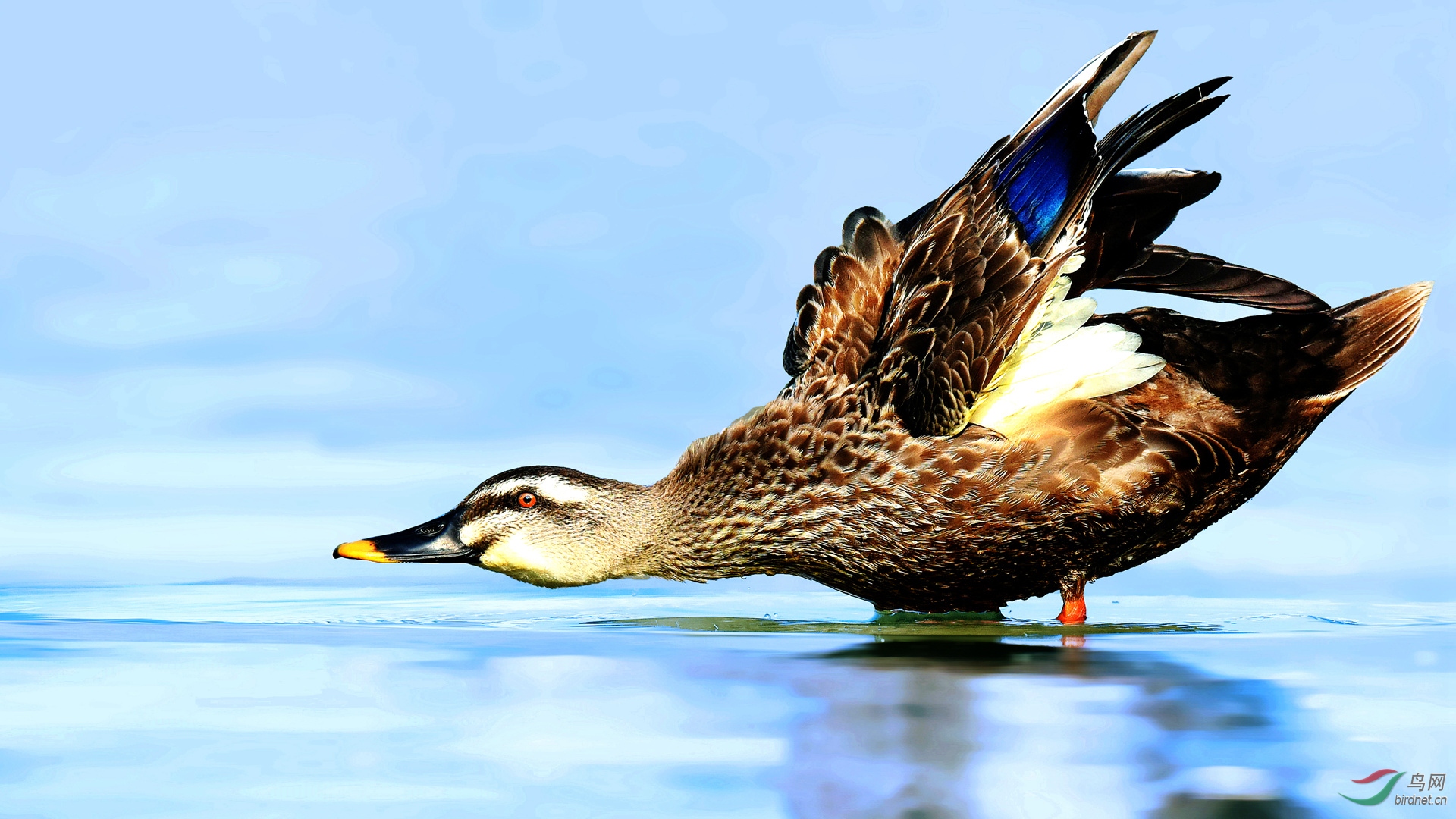 漂亮的斑嘴鸭二代