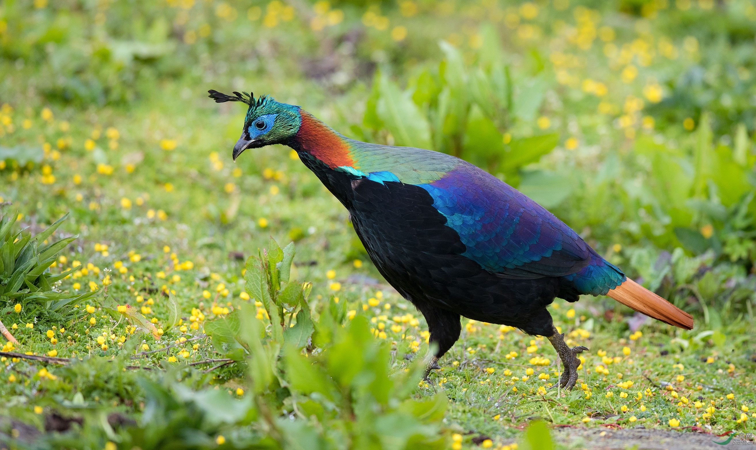 赏花-棕尾虹雉(祝贺荣获首页精华)