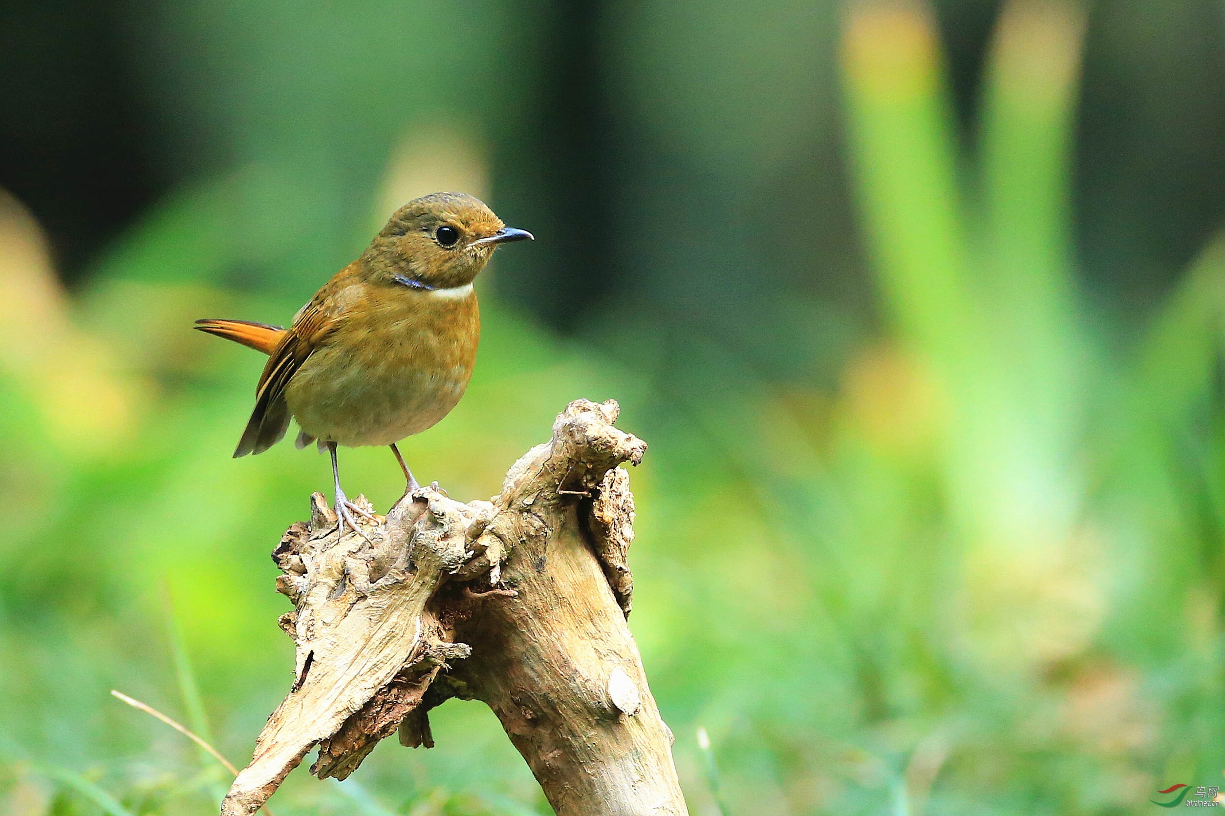 棕腹大仙鹟(雌鸟)
