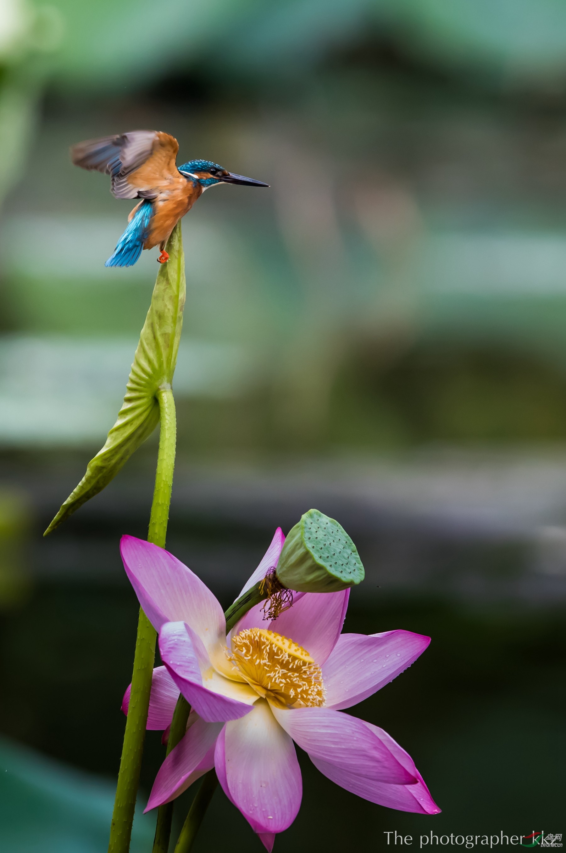 荷叶尖上小精灵