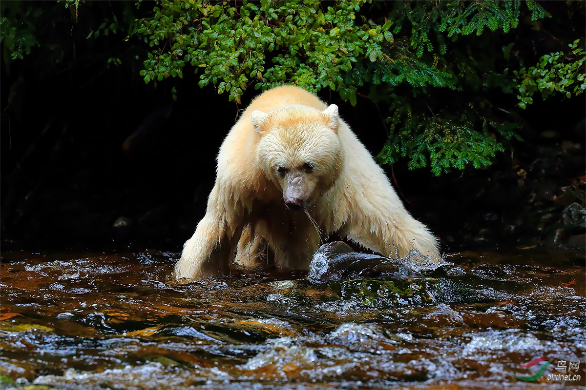珍惜可爱的白灵熊