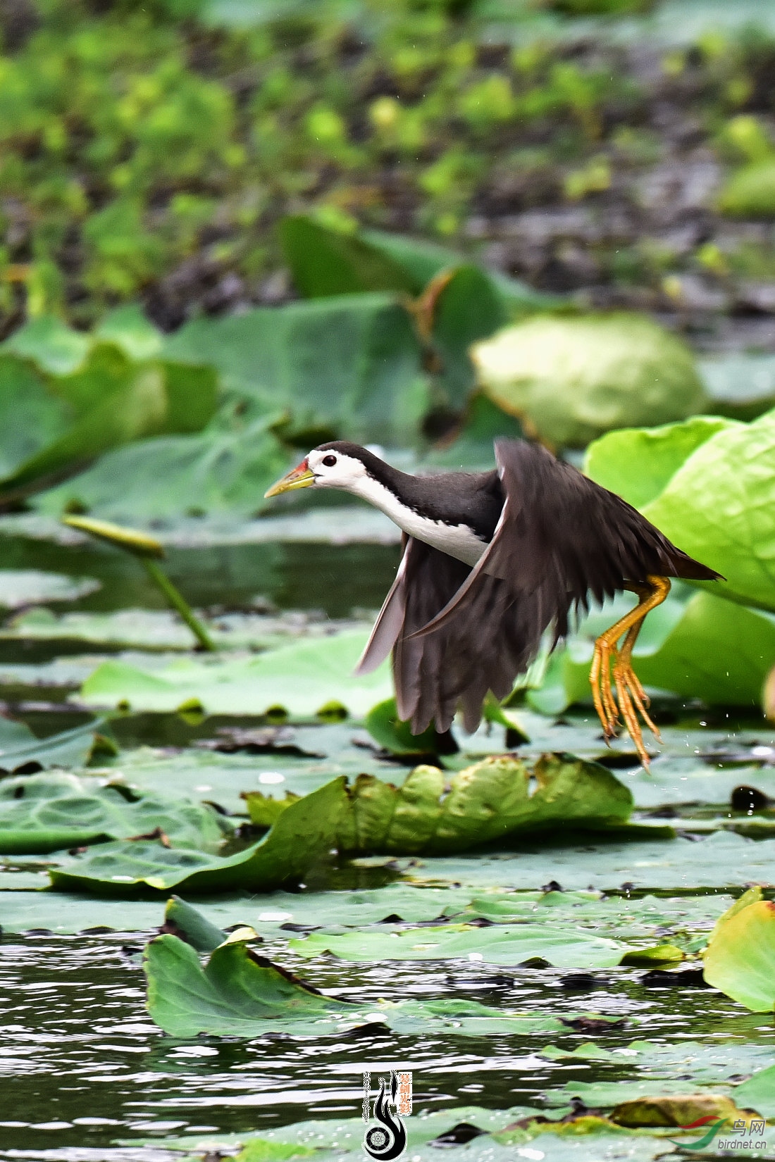 DSC_6062.JPG
