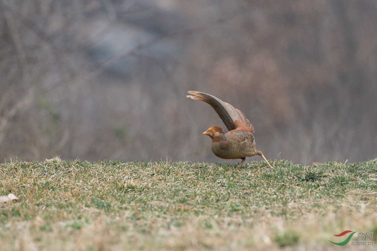 泉水湾拍小飞鸡