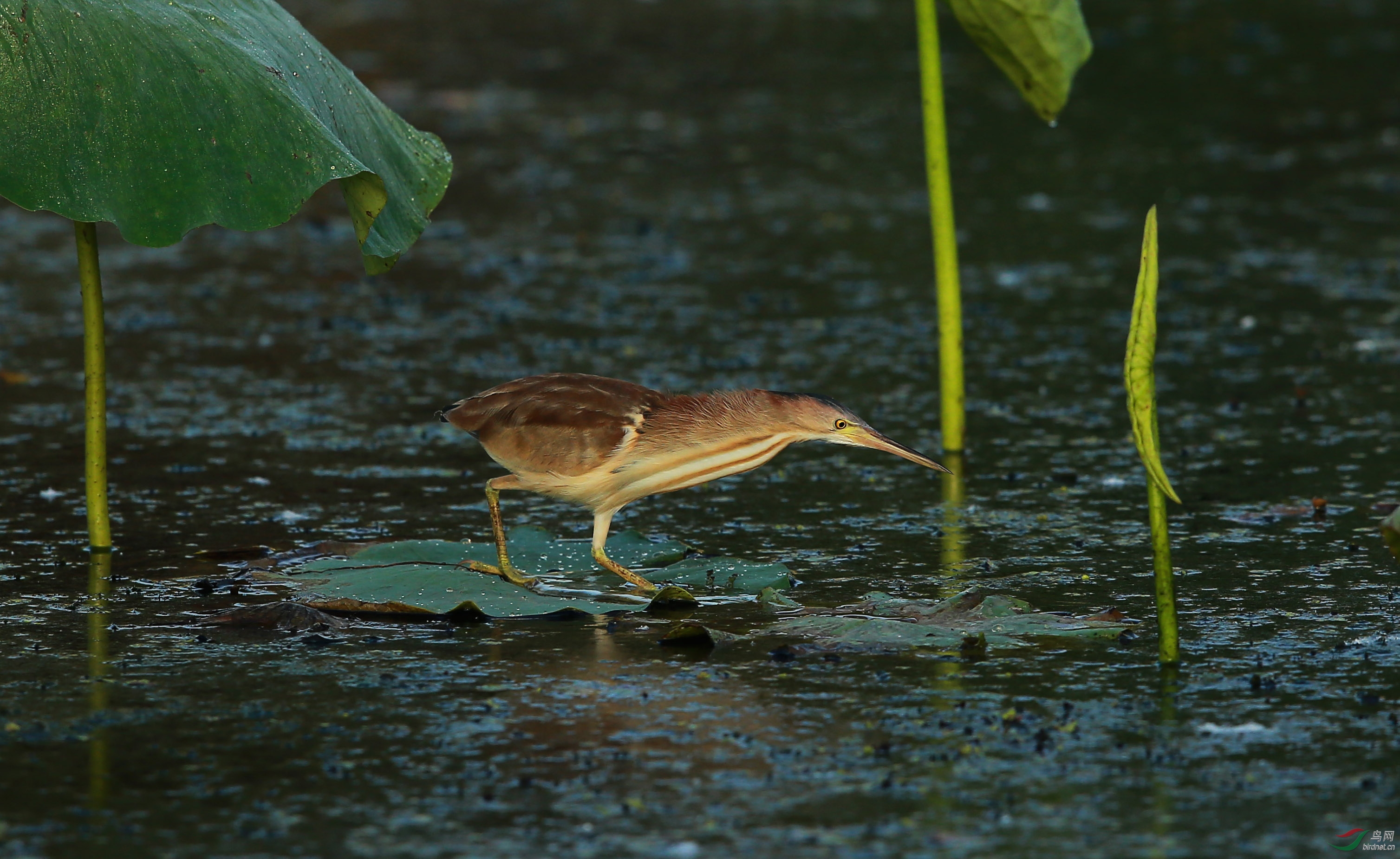 捕到一条小小鱼(黄尾鳽)