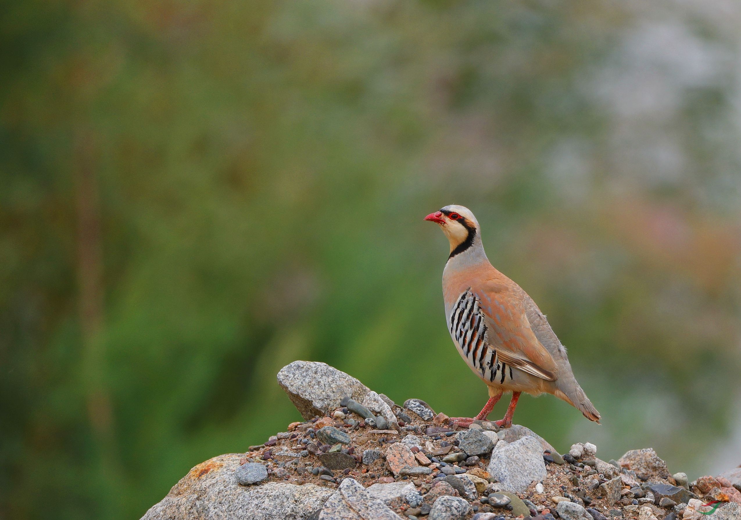 甘肃高台黑河湿地大石鸡