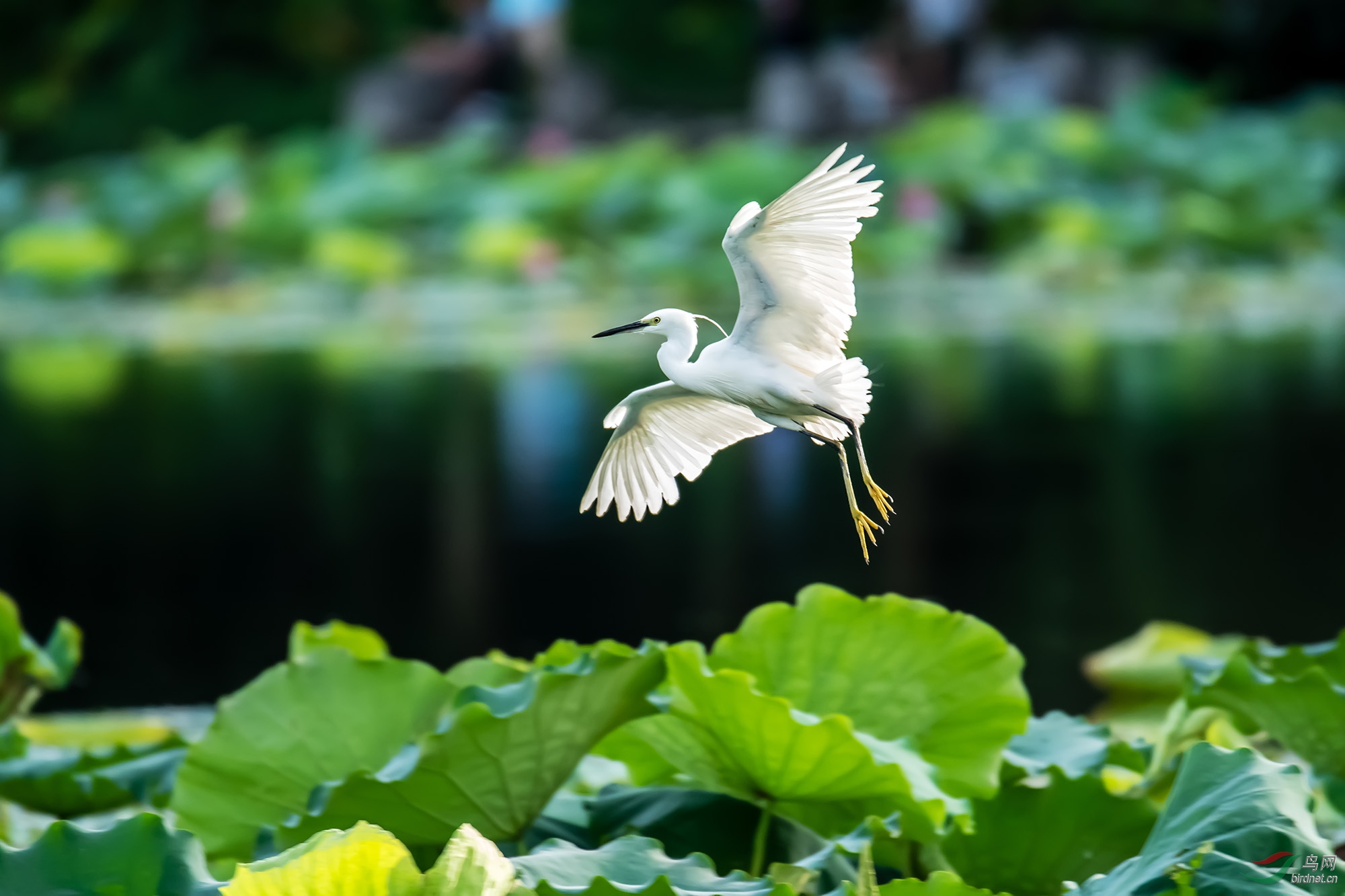 荷塘白鹭飞