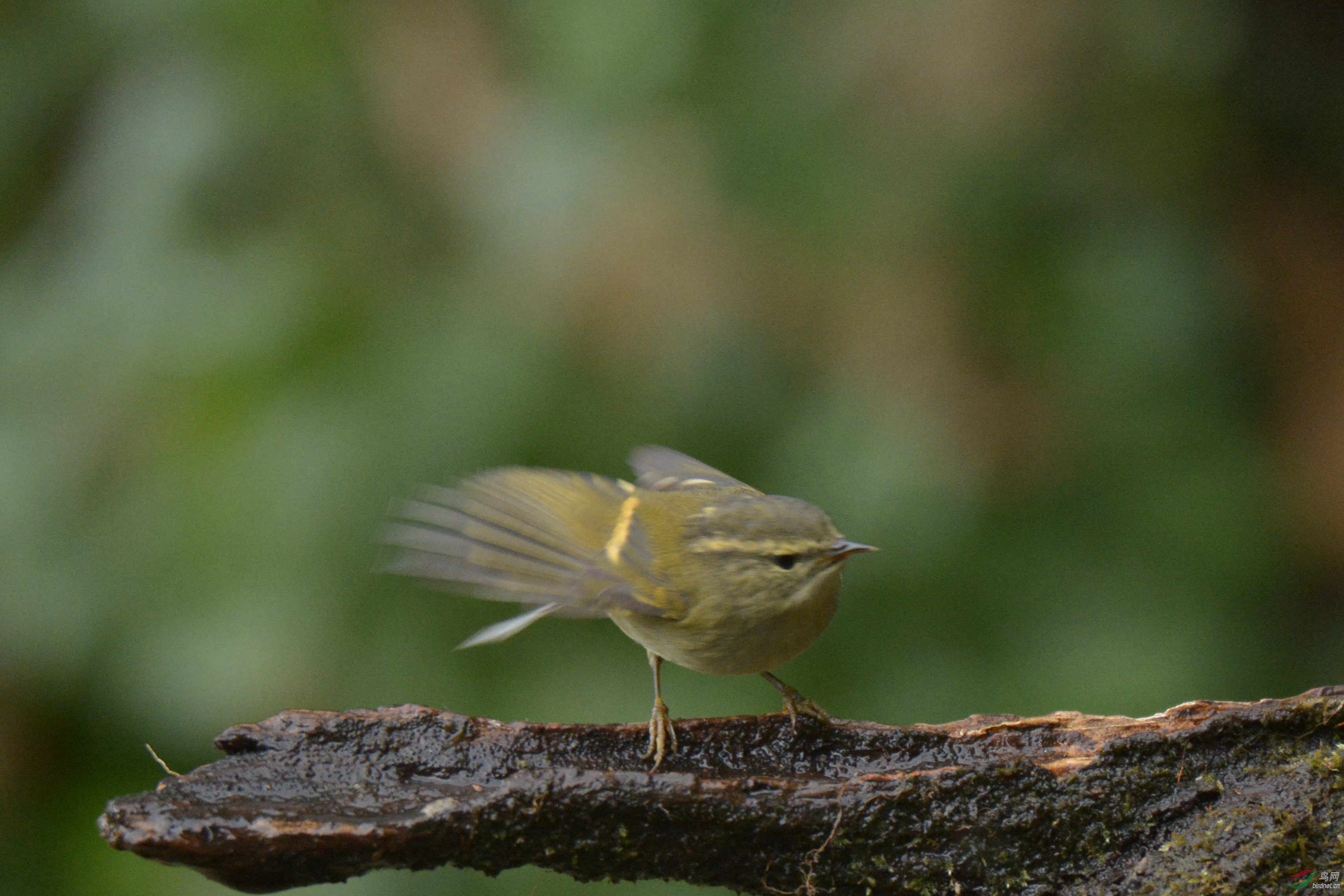 橙斑翅柳莺--我欲飞翔
